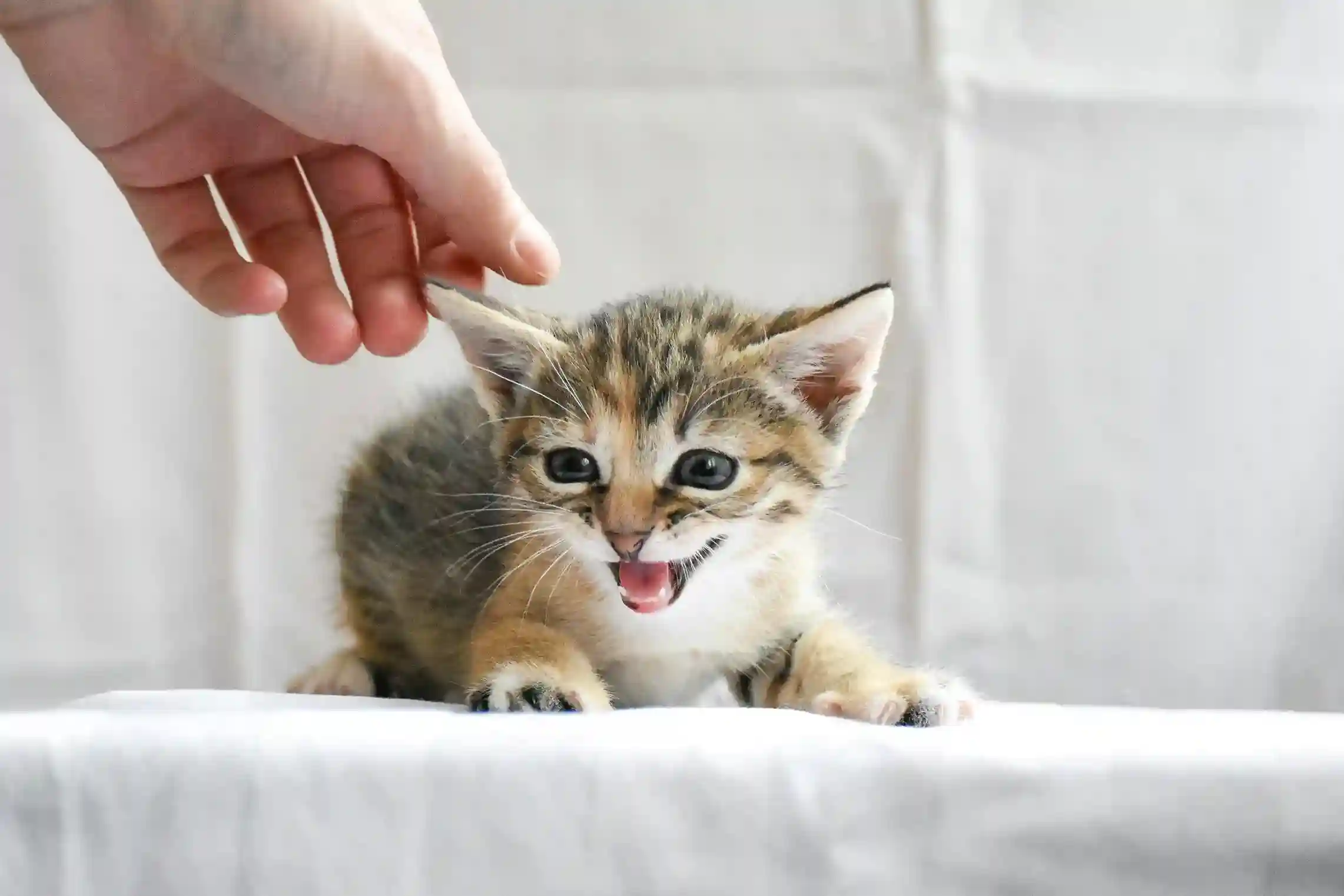 best online vet consultation india