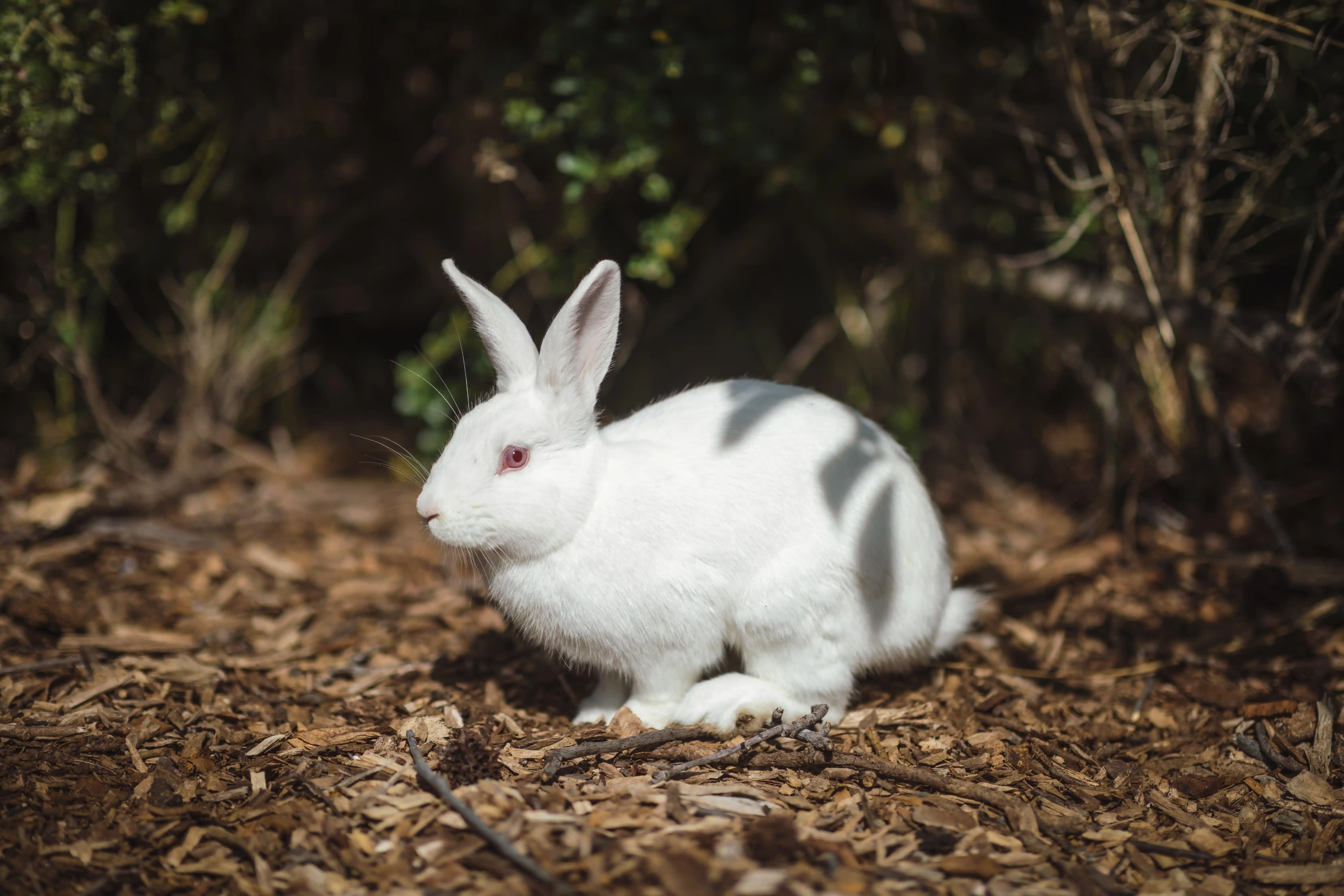 best online vet consultation india