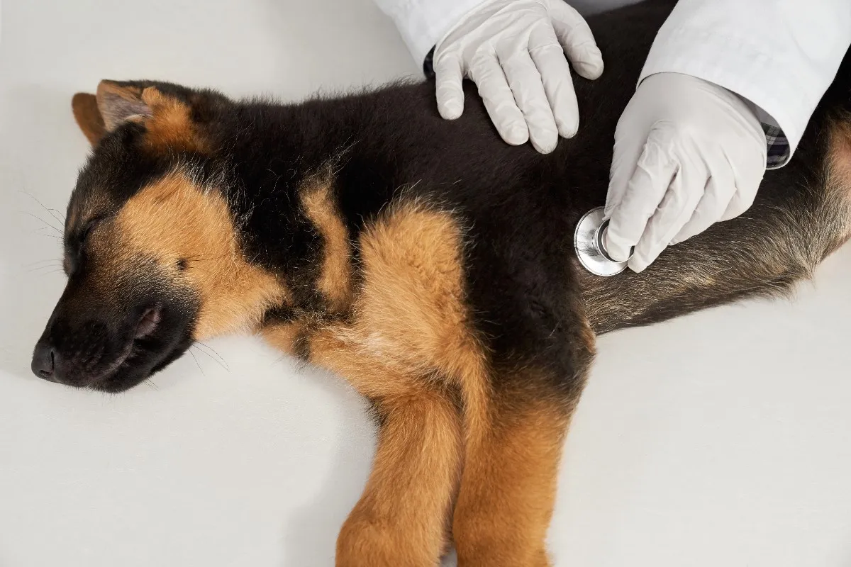 best online vet consultation india