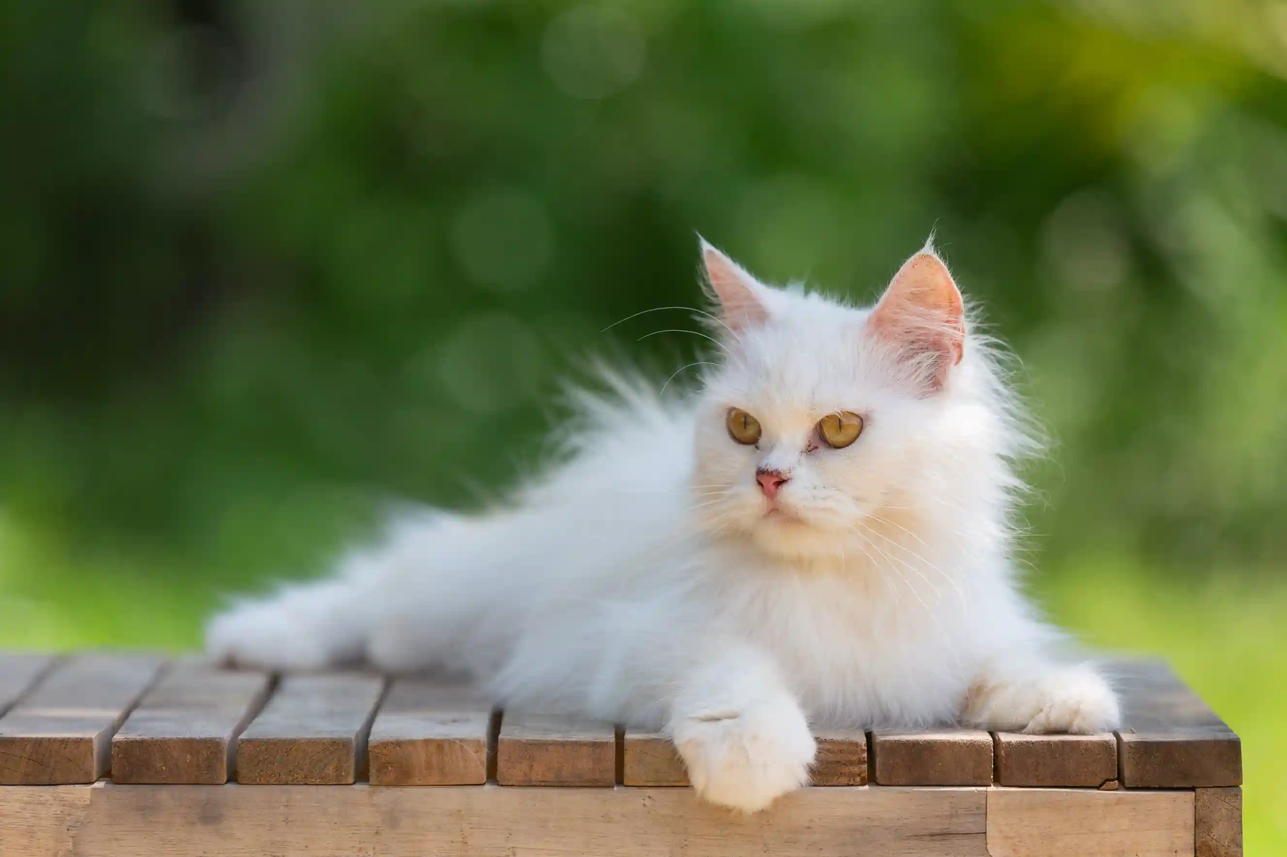 best online vet consultation india