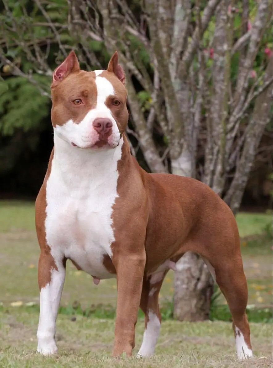 best online vet consultation india