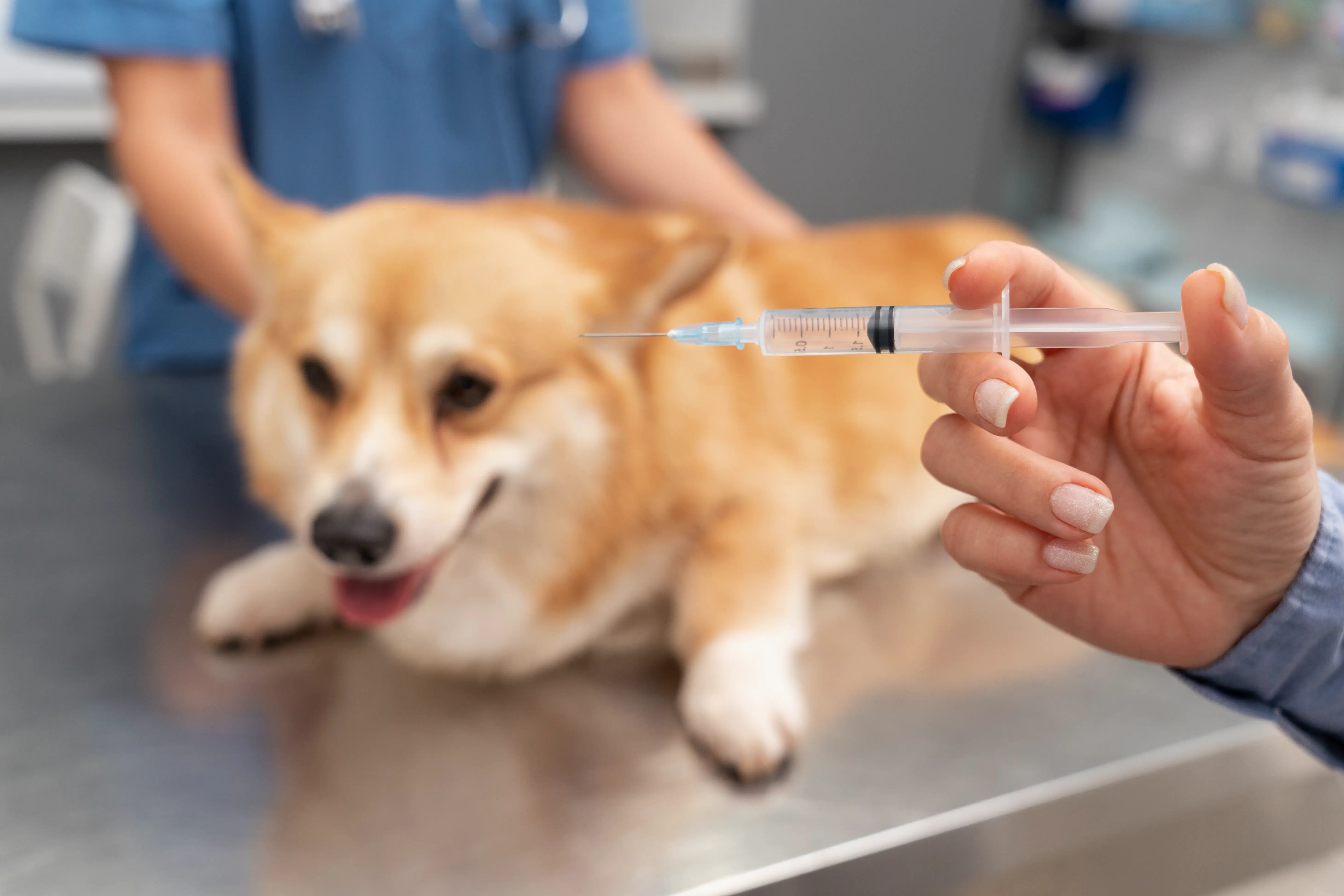 best online vet consultation india