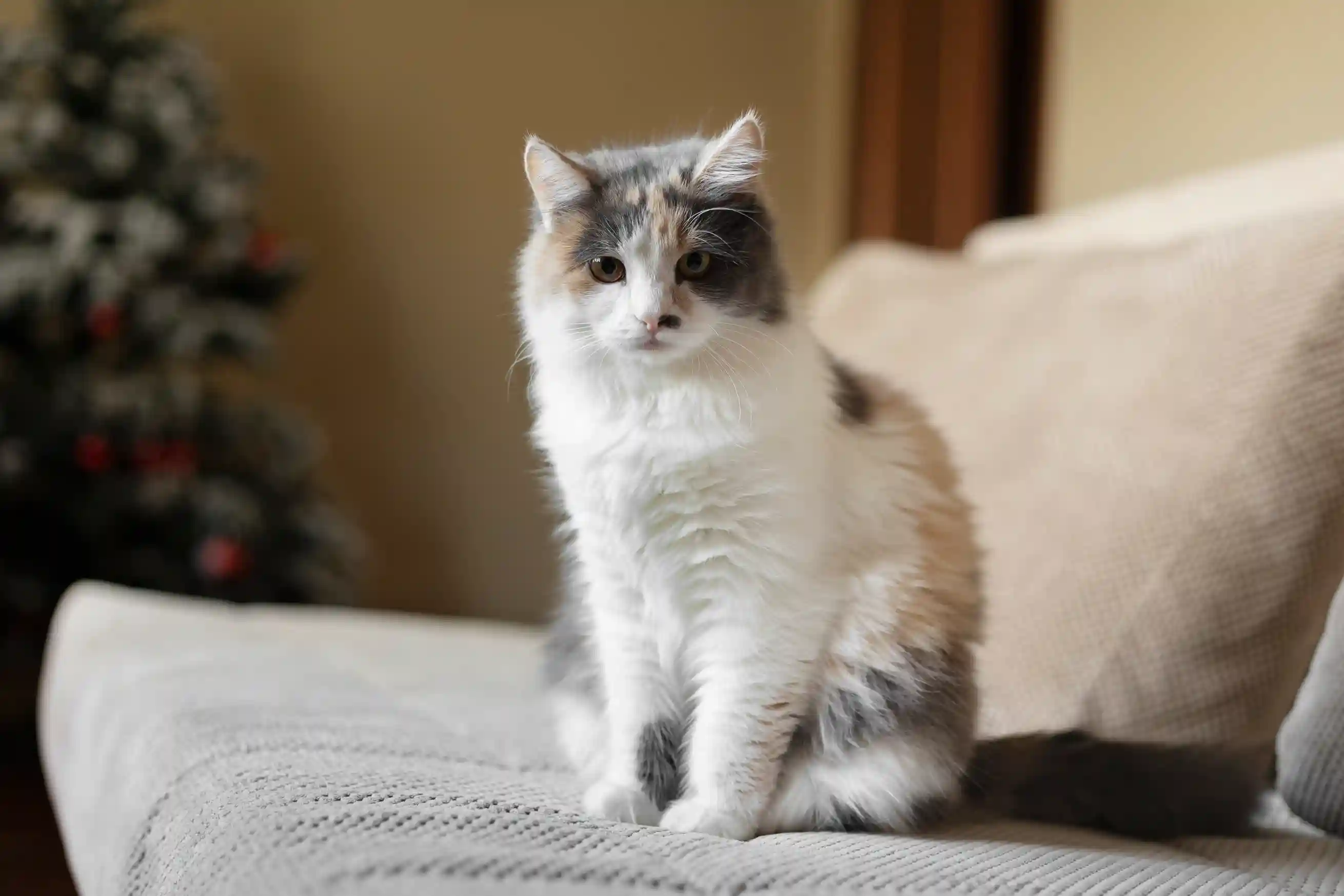 best online vet consultation india