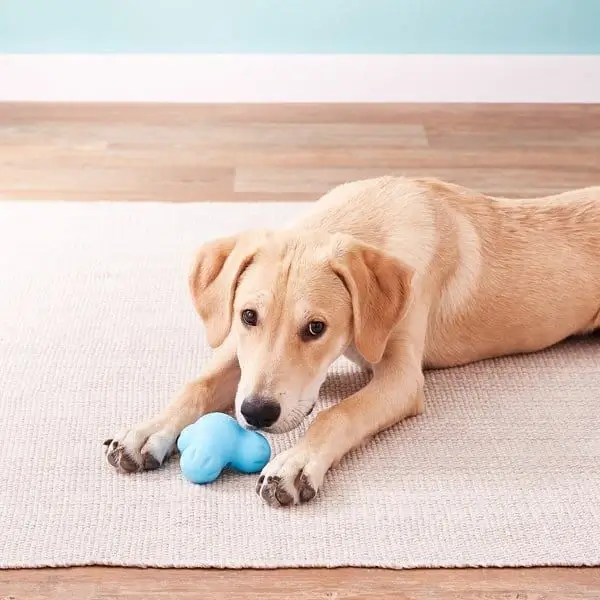 best online vet consultation india