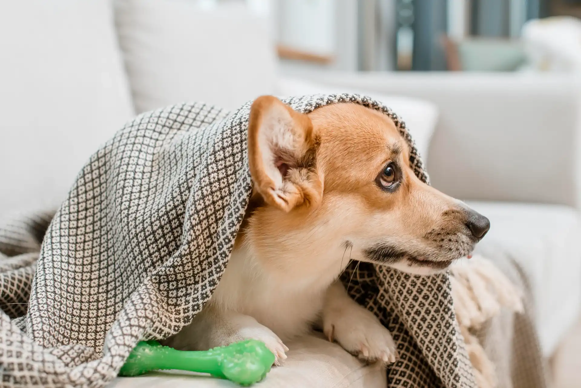 best online vet consultation india