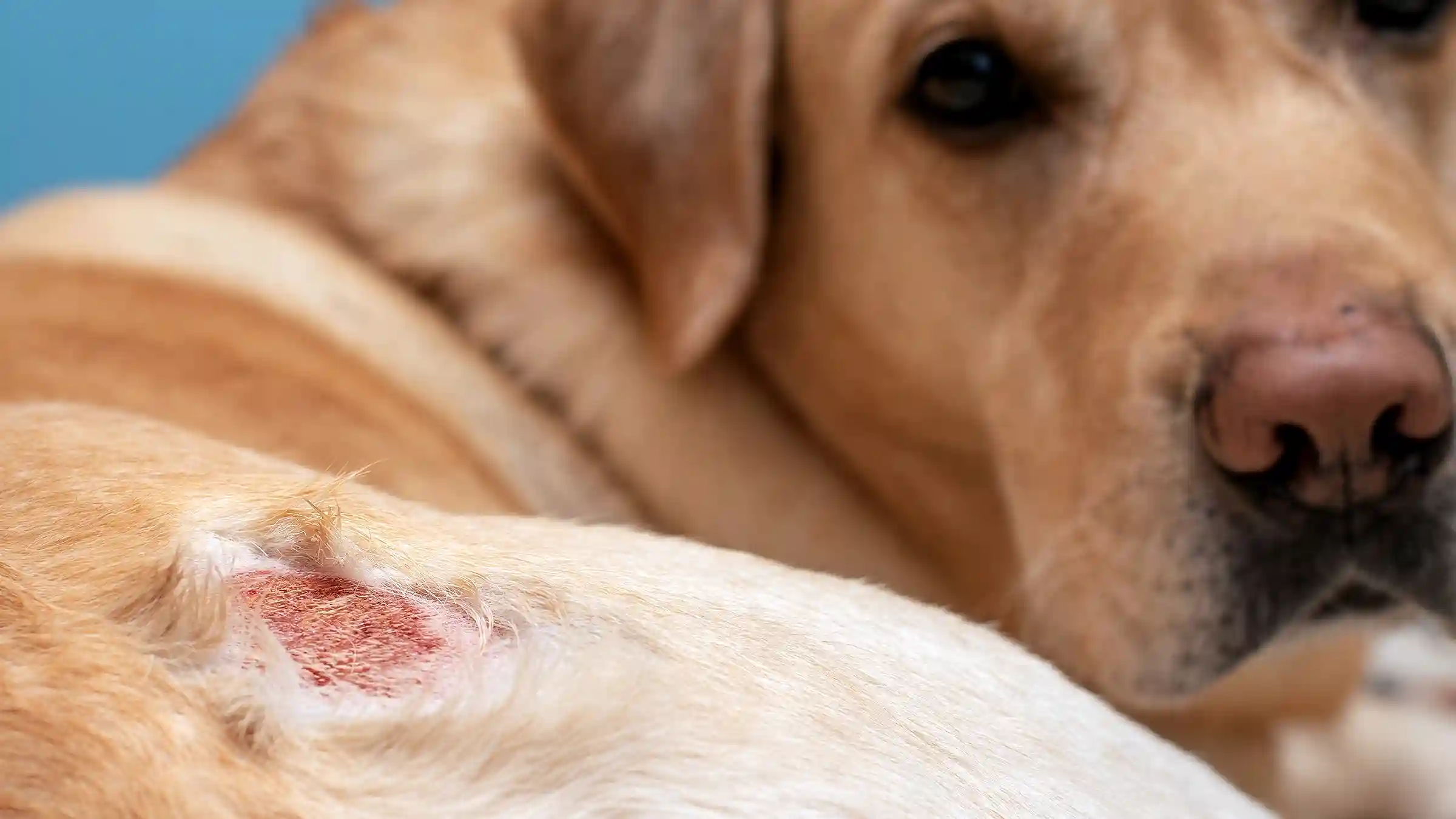 best online vet consultation india