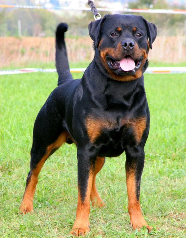best online vet consultation india