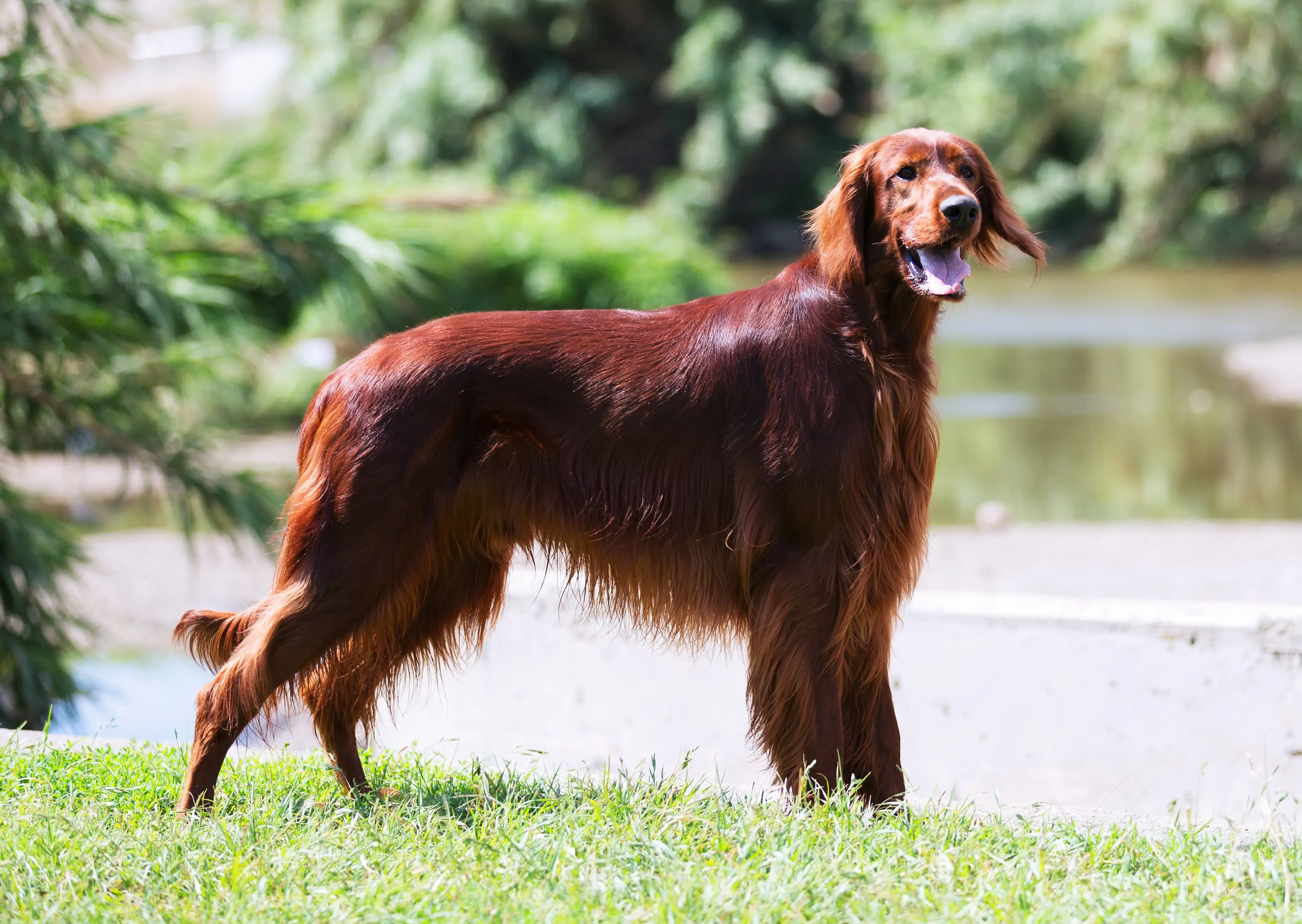best online vet consultation india