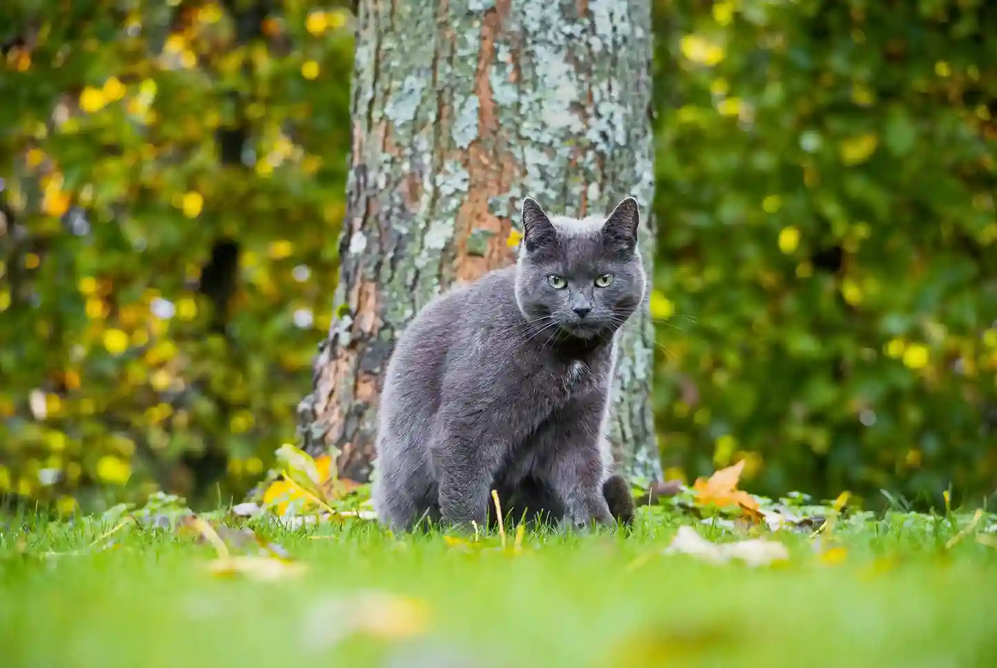 best online vet consultation india