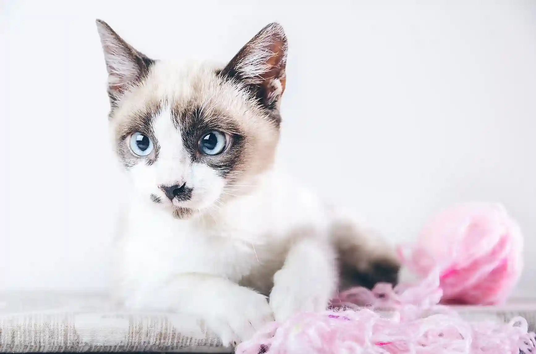 best online vet consultation india