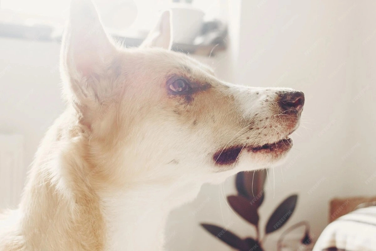 best online vet consultation india