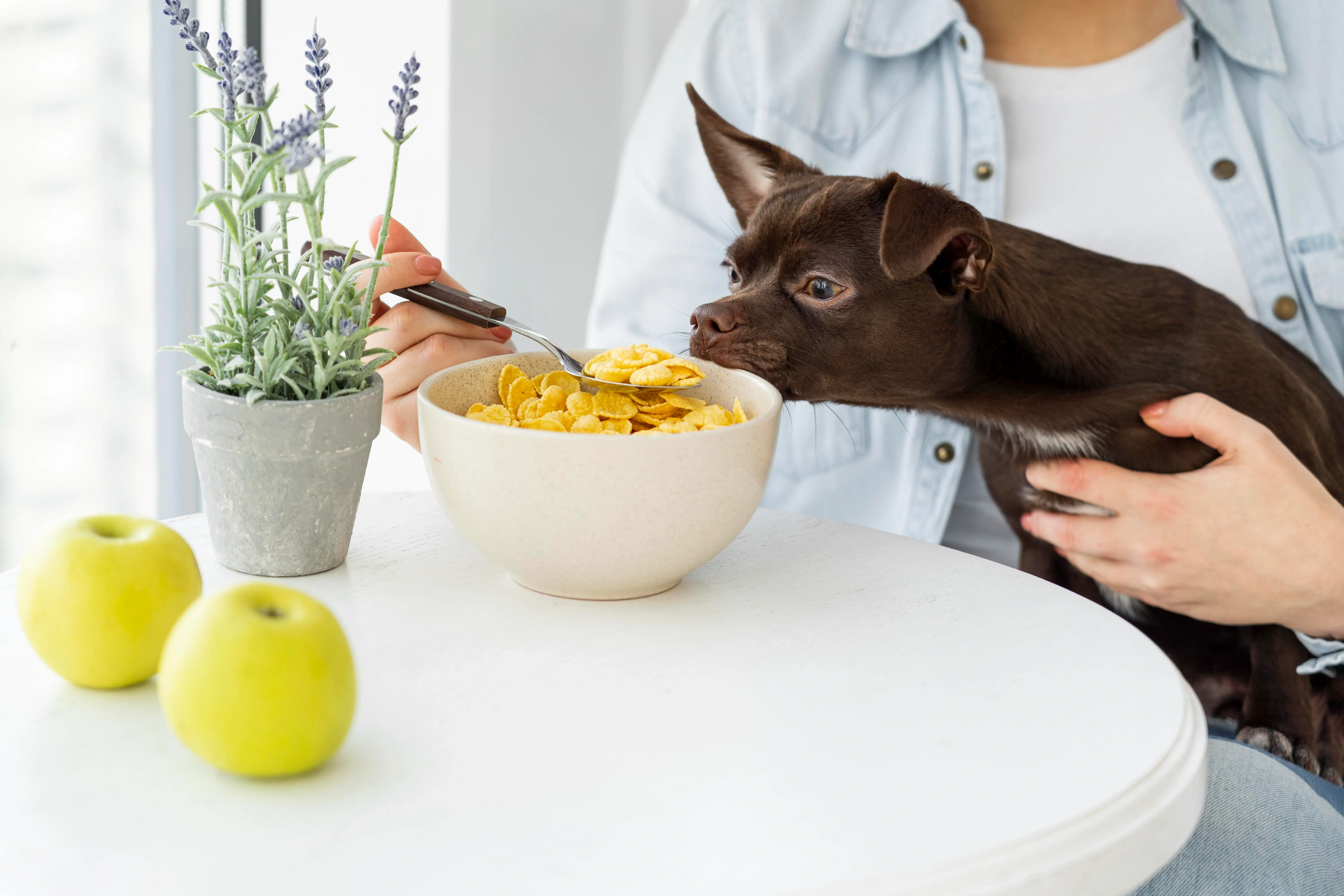 best online vet consultation india
