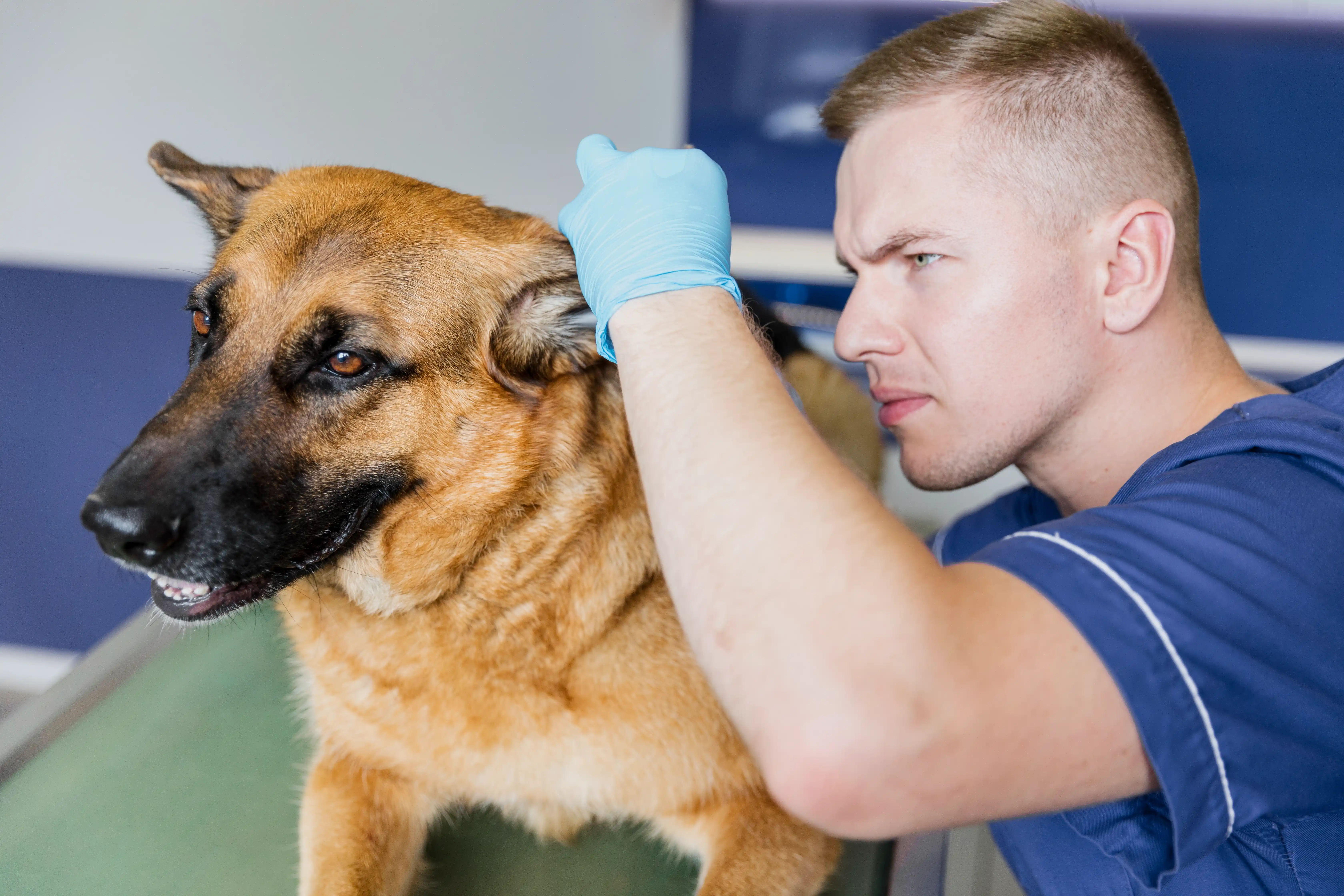 best online vet consultation india