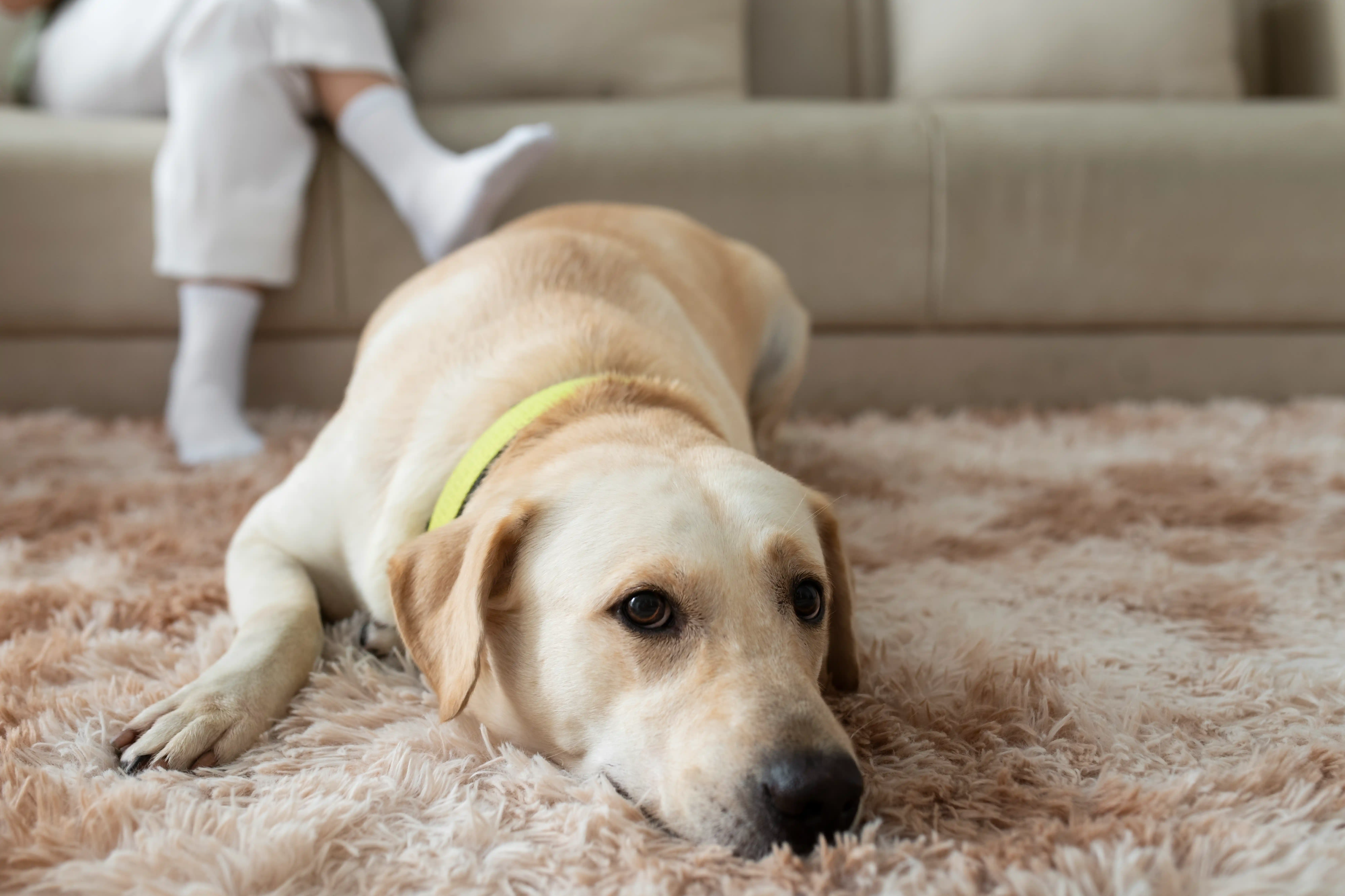 best online vet consultation india
