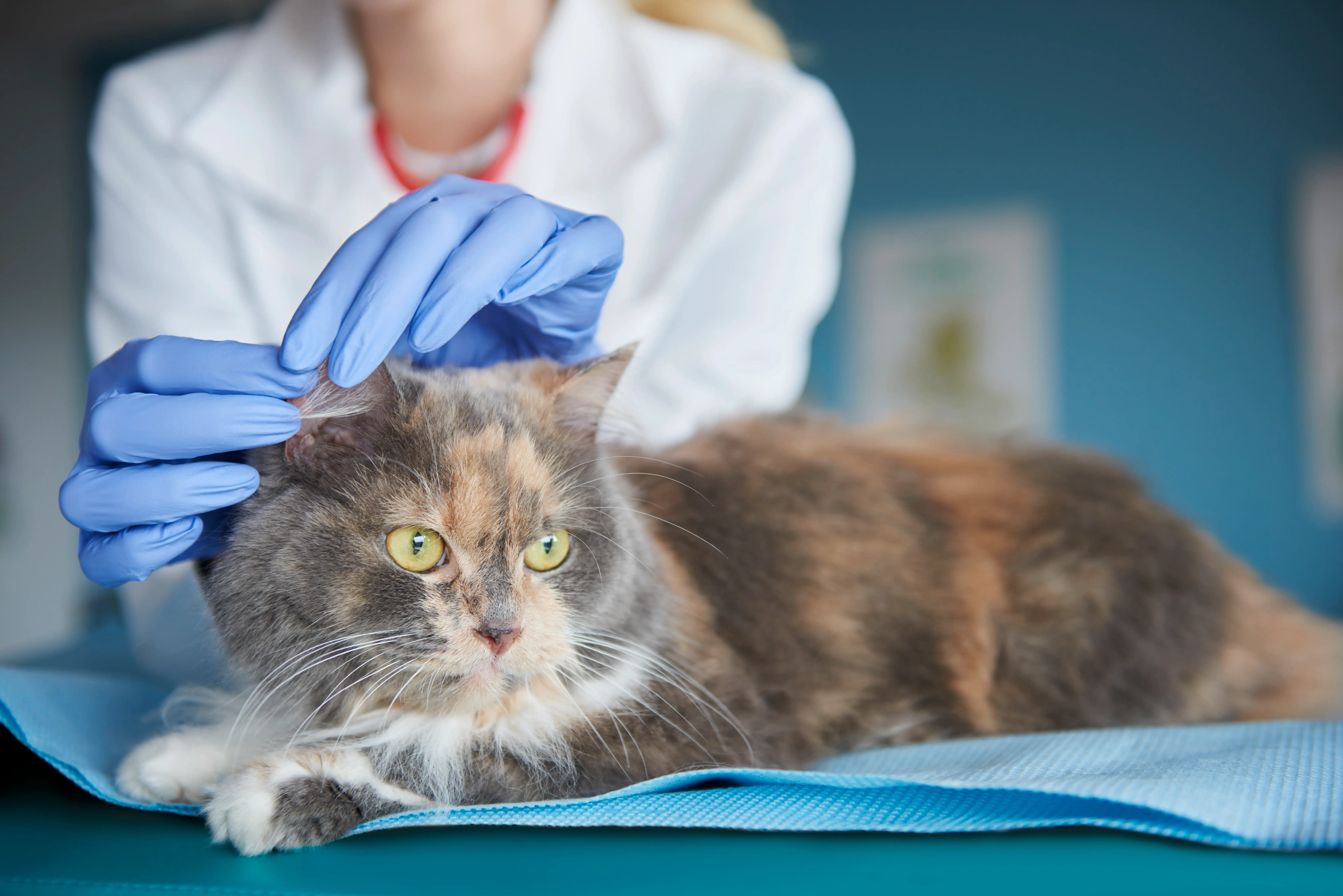 best online vet consultation india