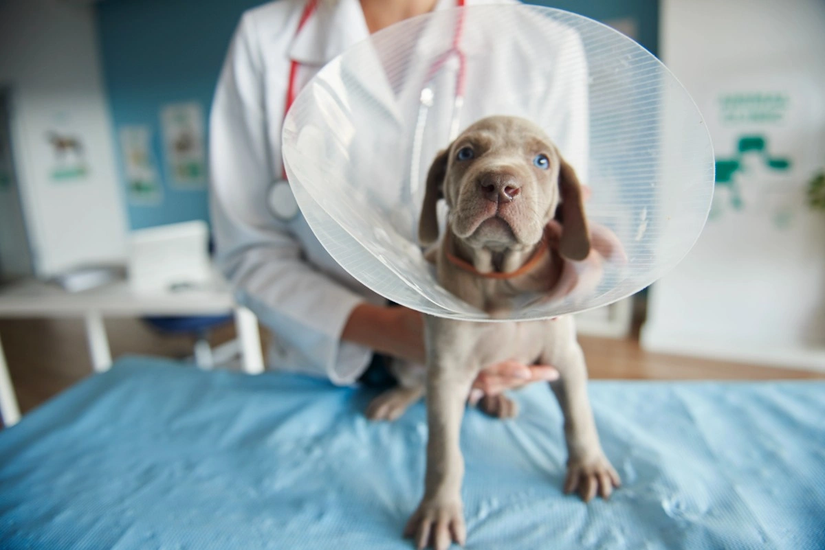 best online vet consultation india