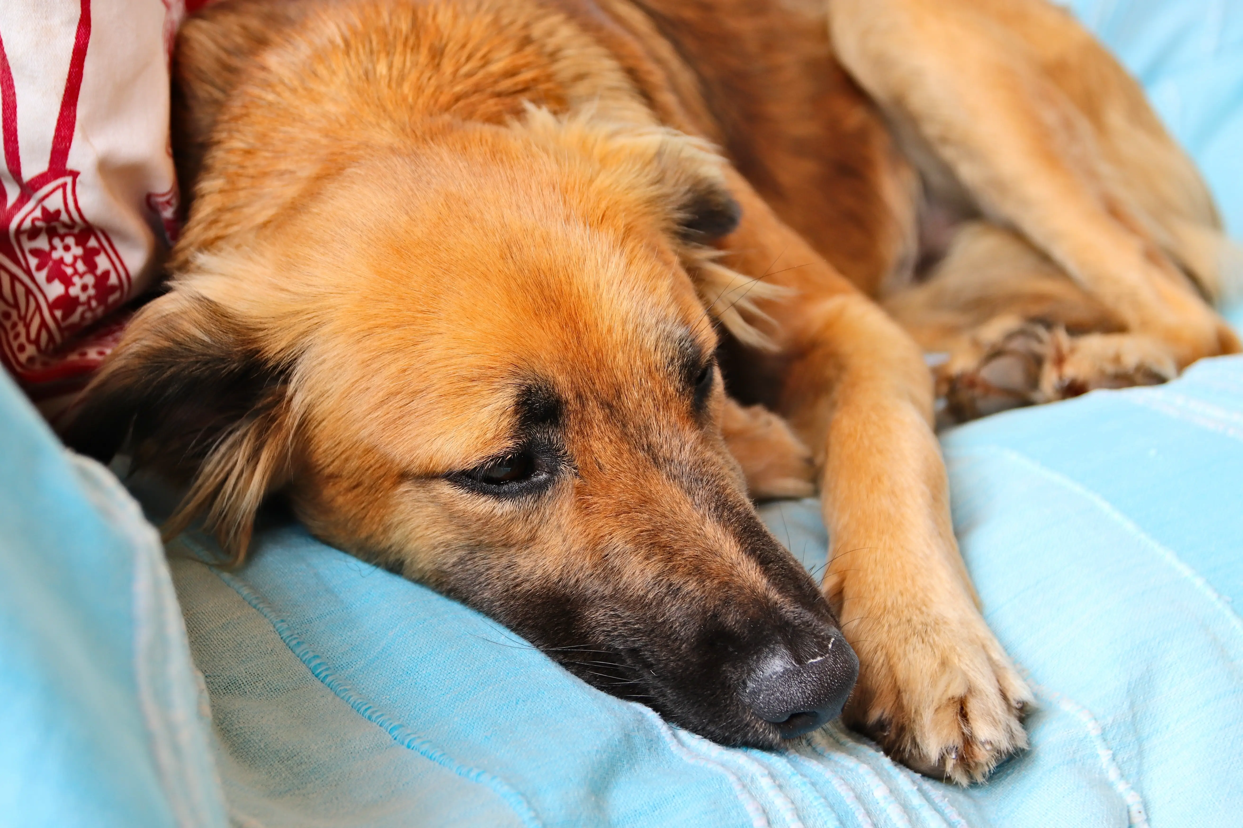 best online vet consultation india
