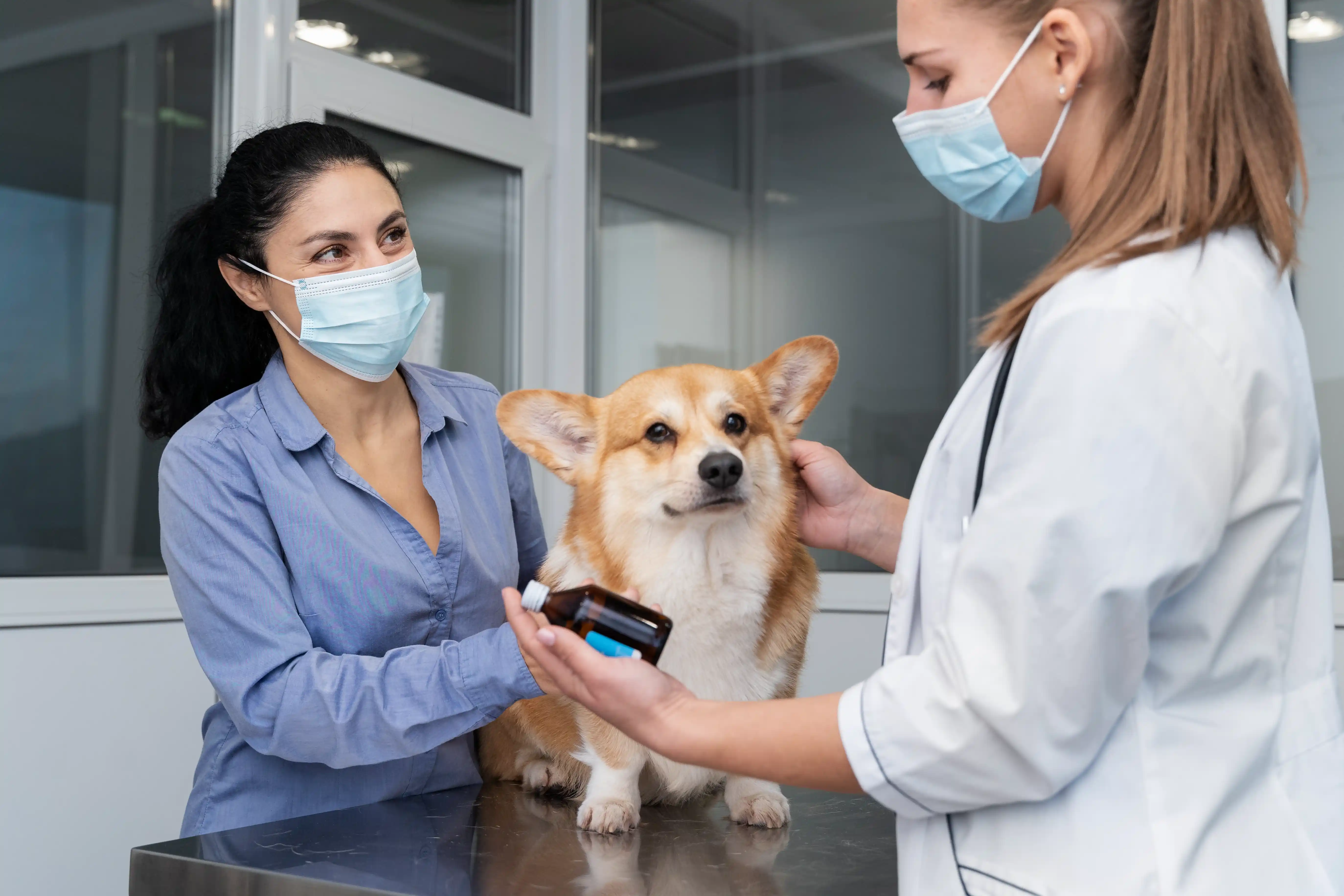 best online vet consultation india