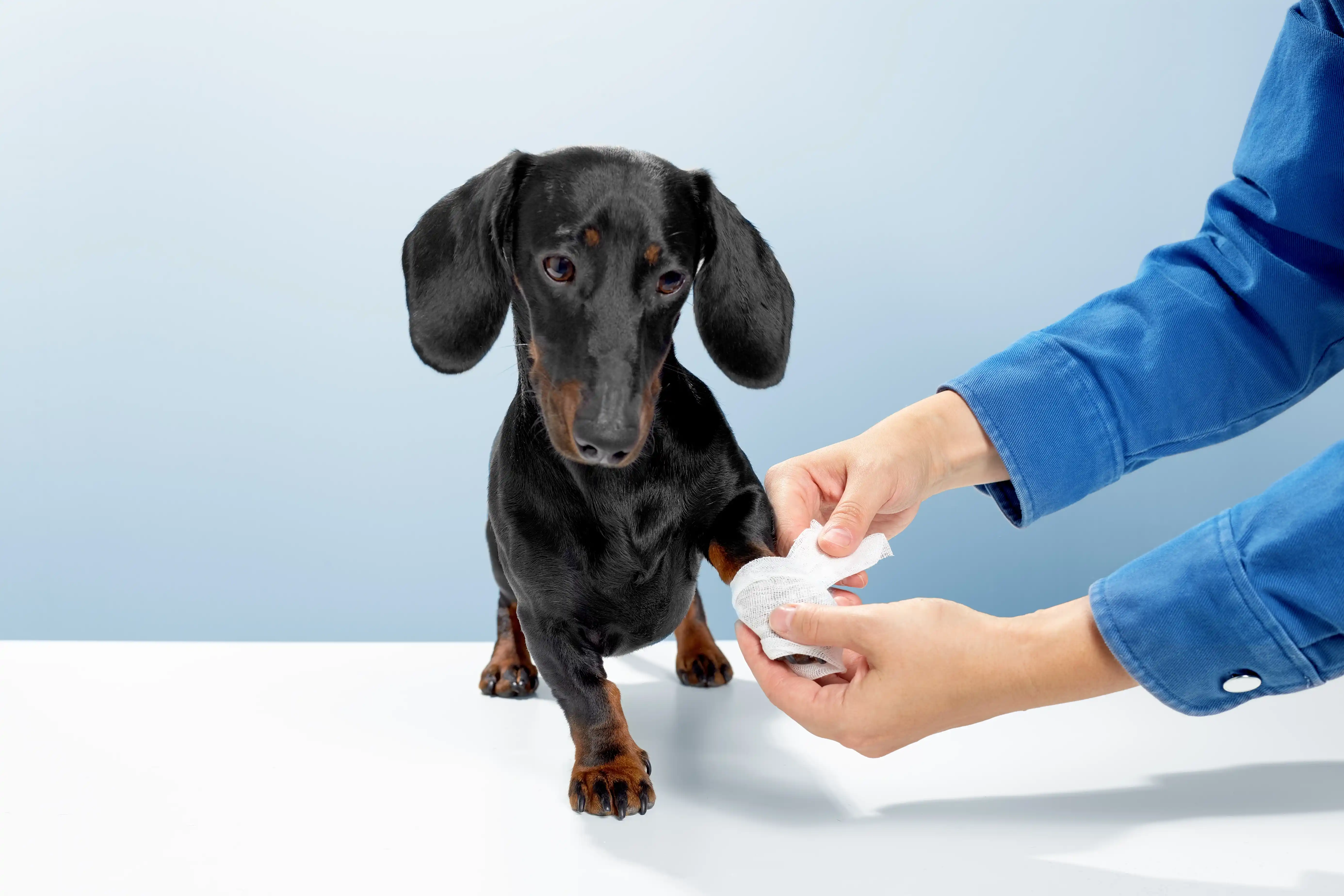 best online vet consultation india
