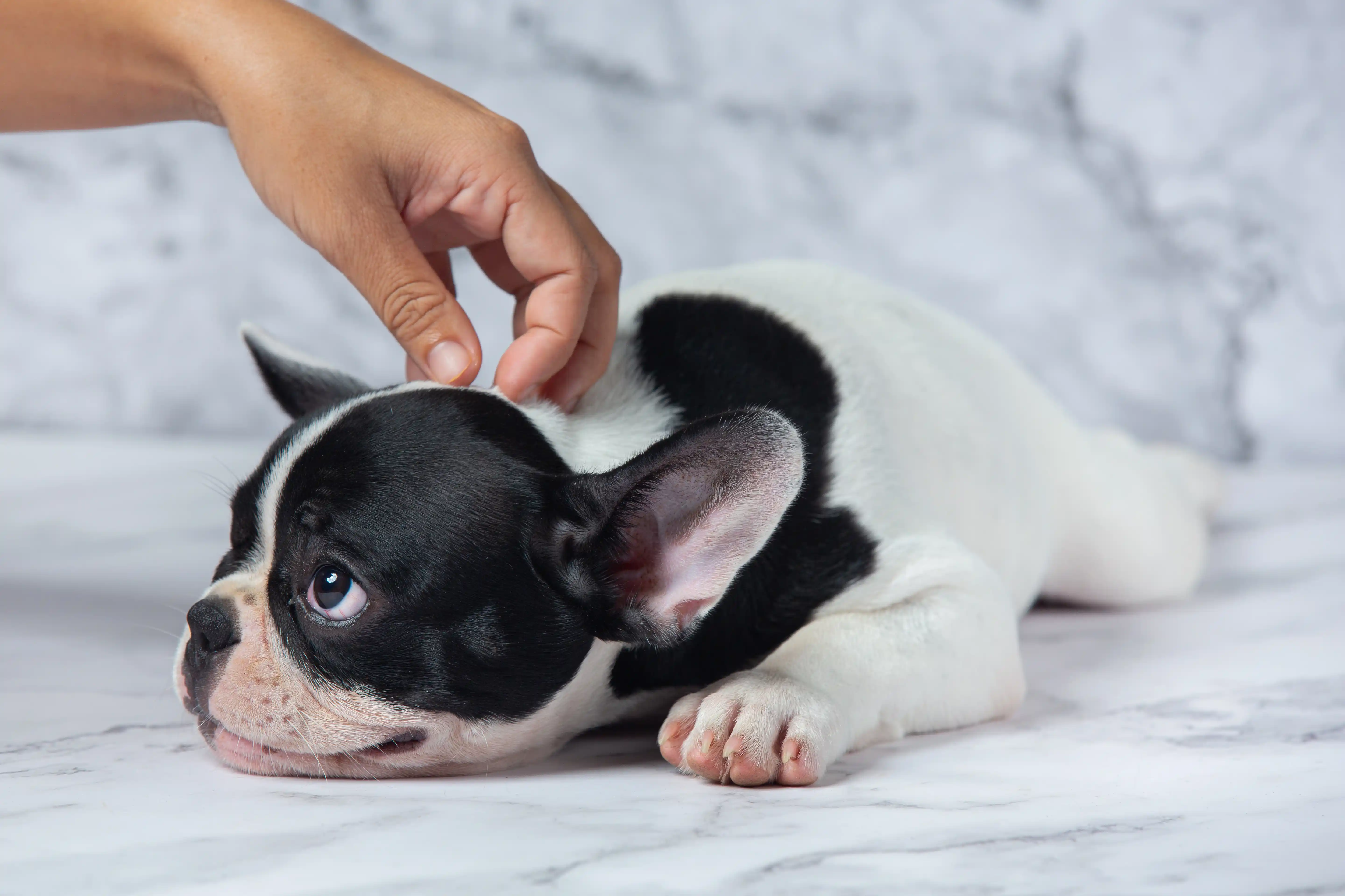 best online vet consultation india