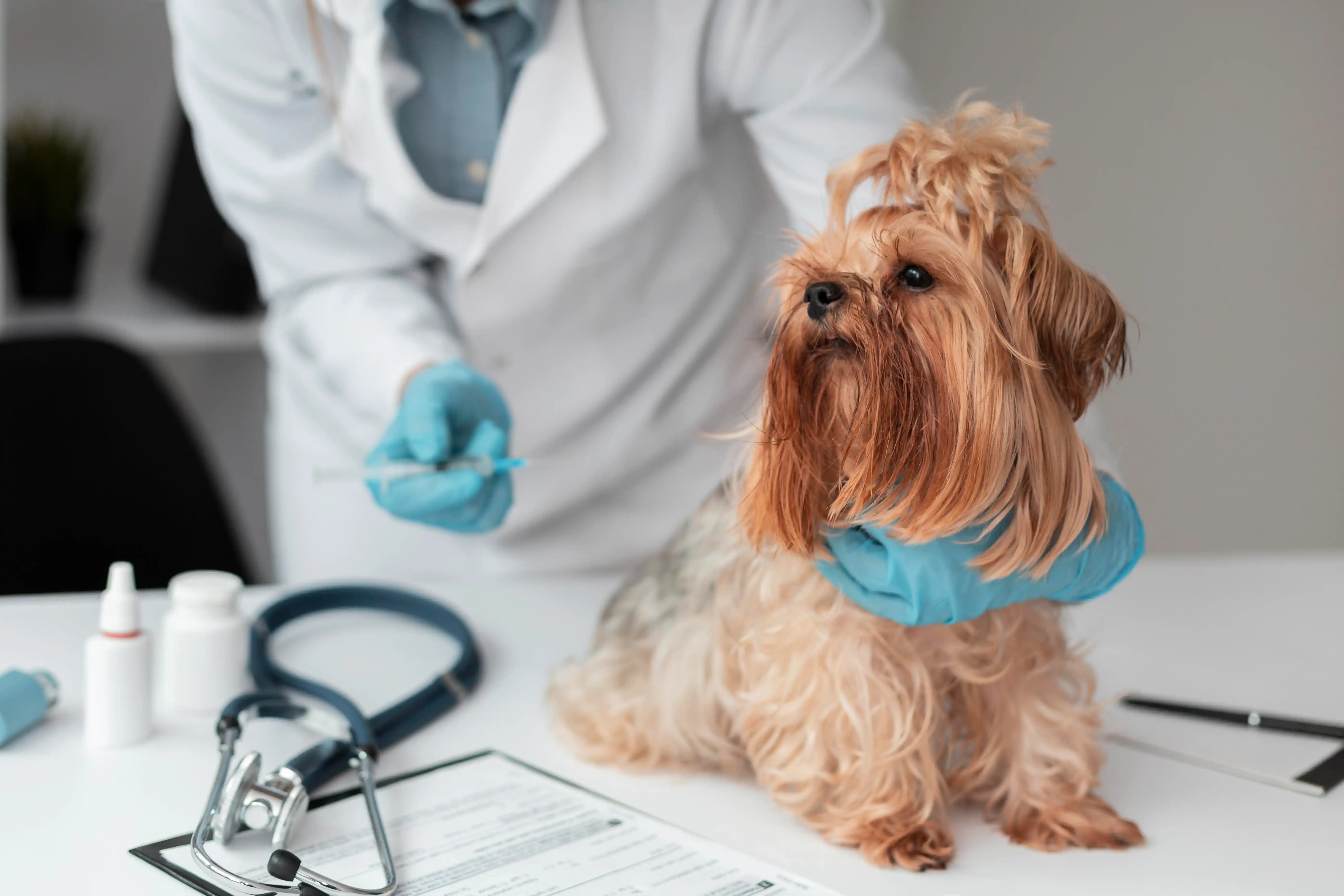 best online vet consultation india
