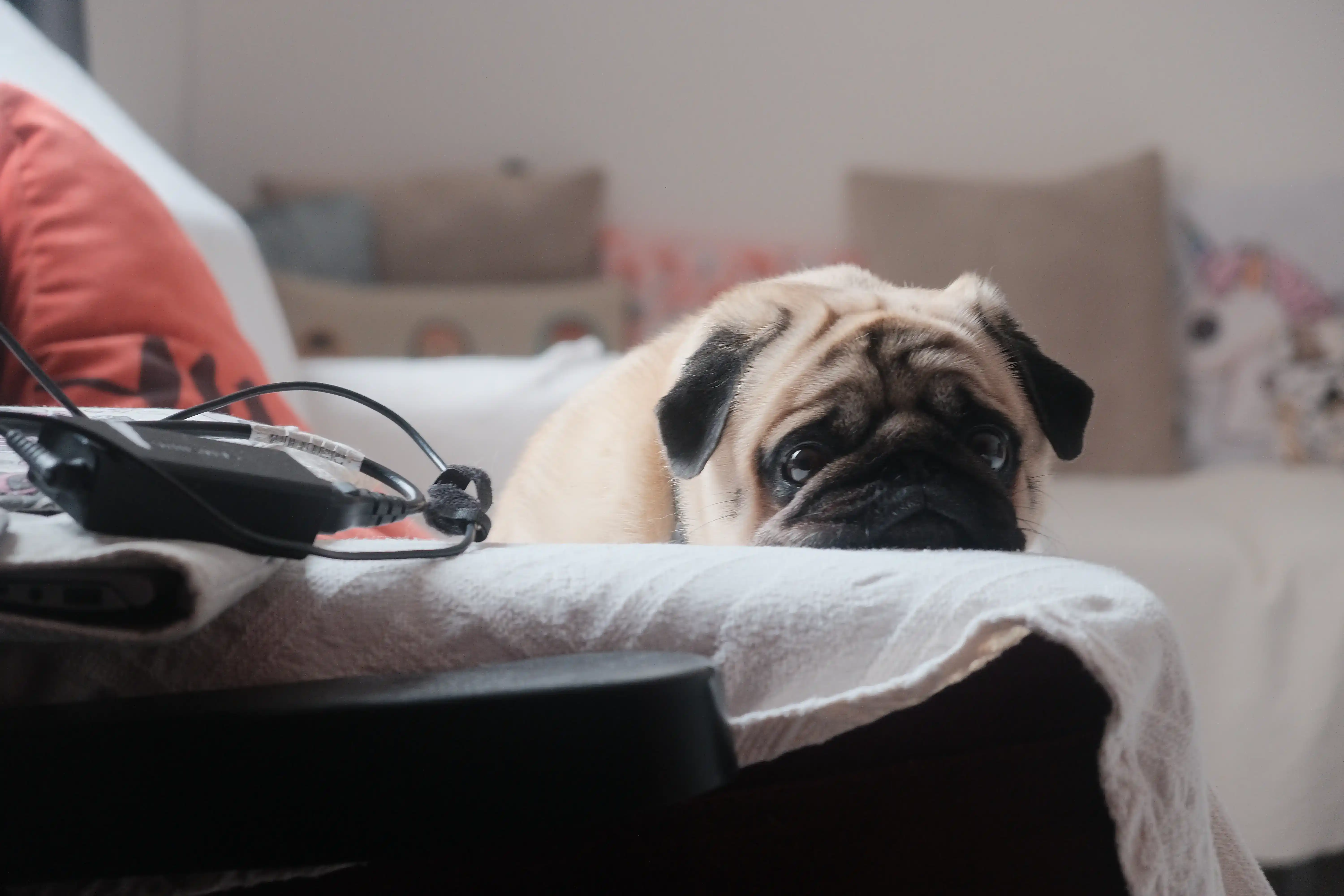 best online vet consultation india
