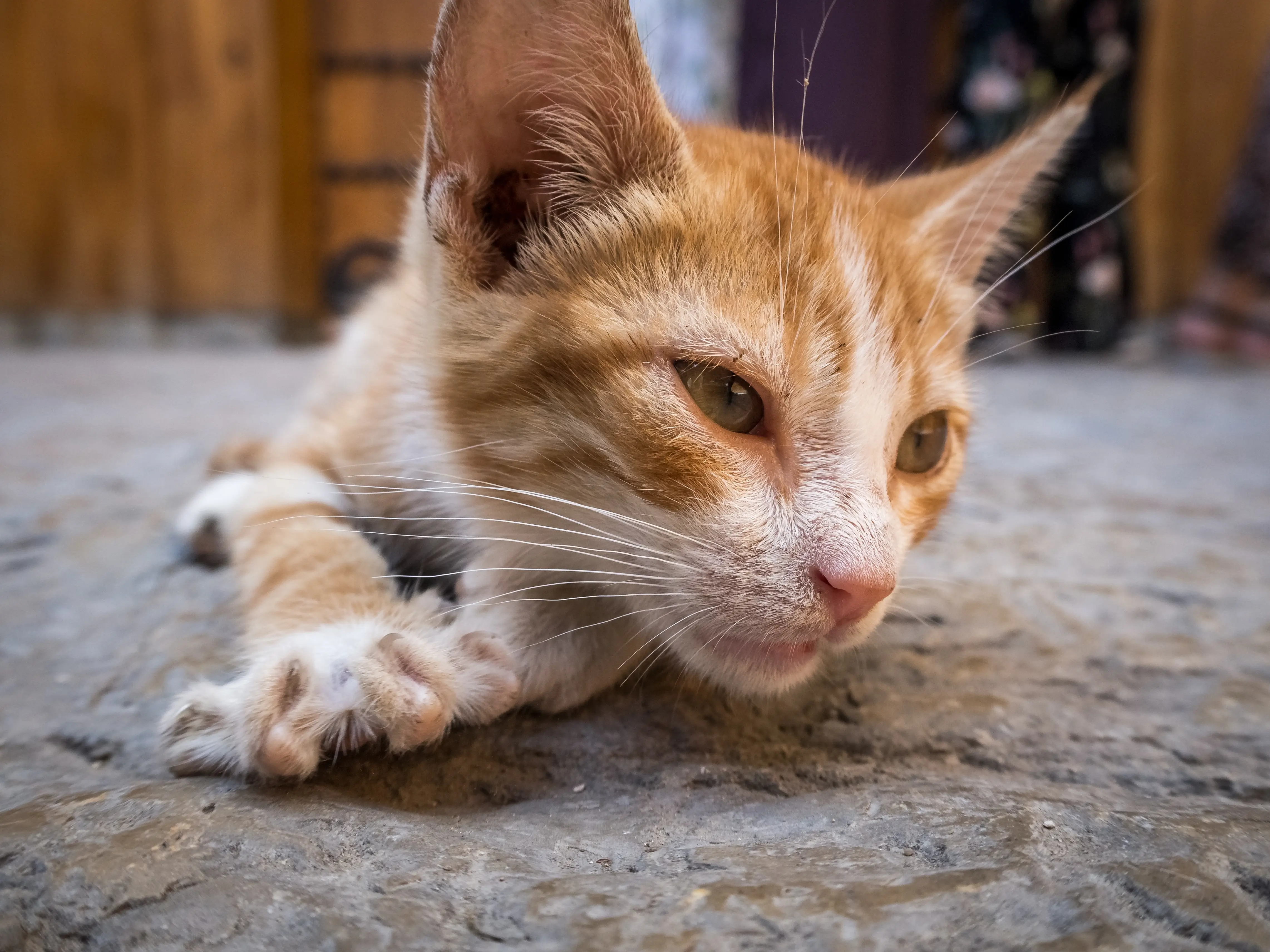 best online vet consultation india