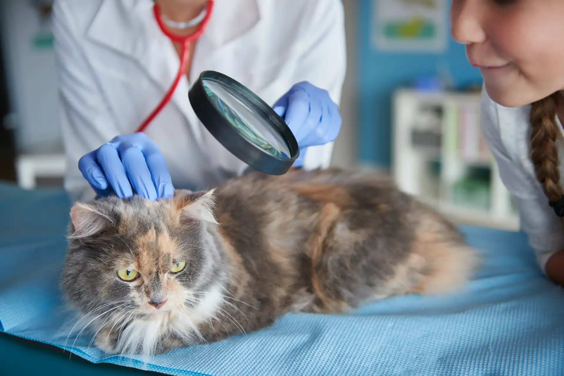 best online vet consultation india