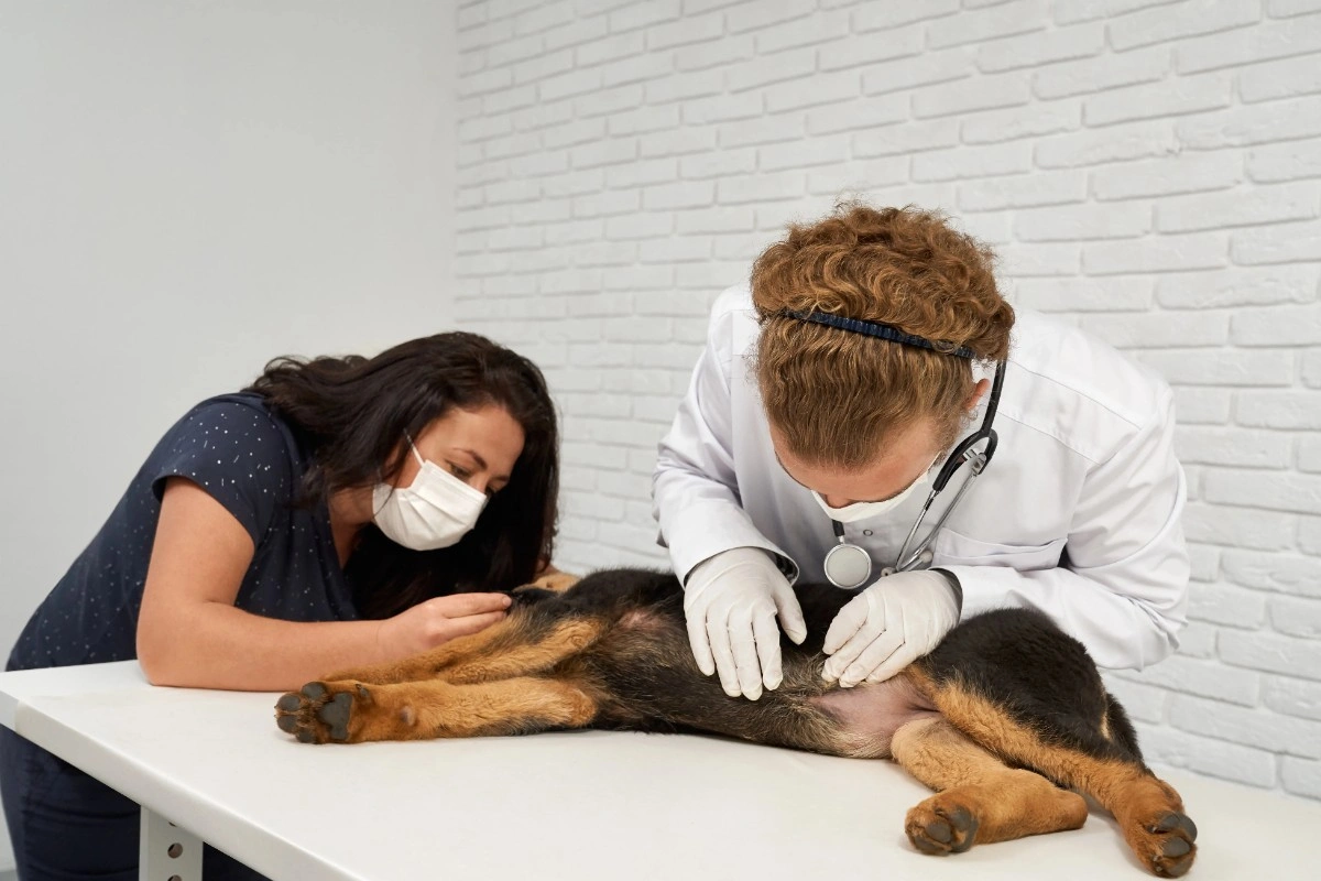 best online vet consultation india