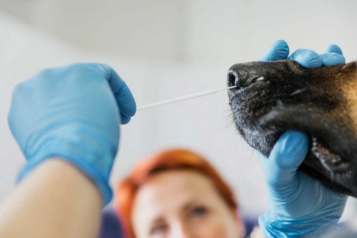 best online vet consultation india