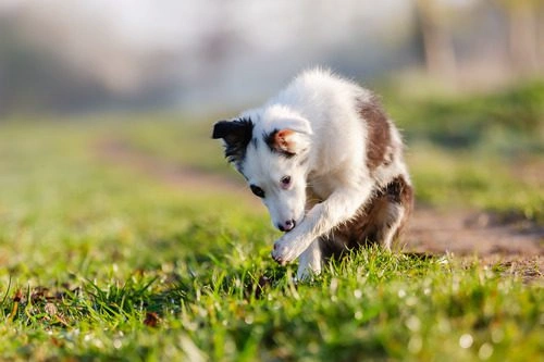 best online vet consultation india