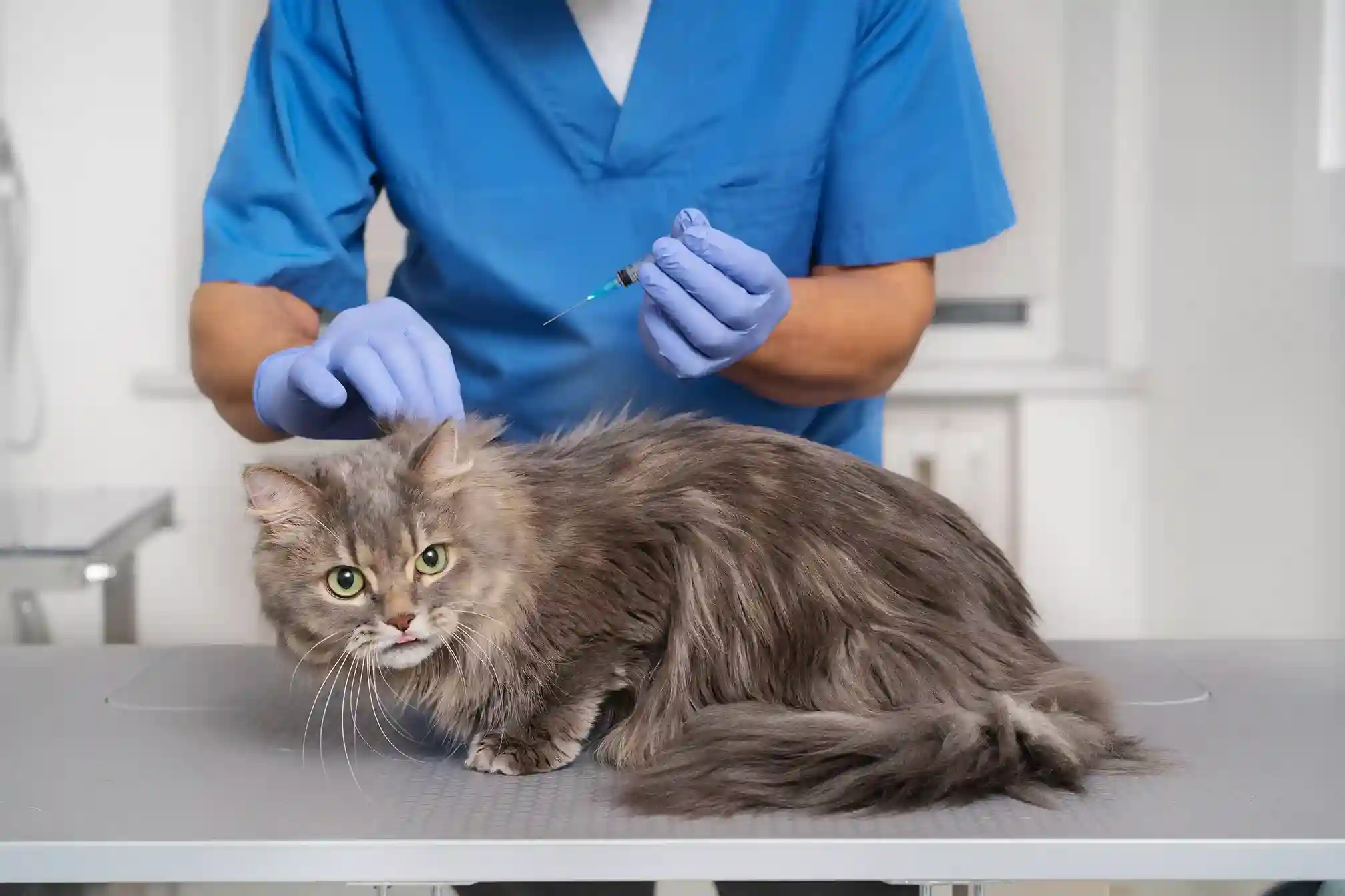 best online vet consultation india