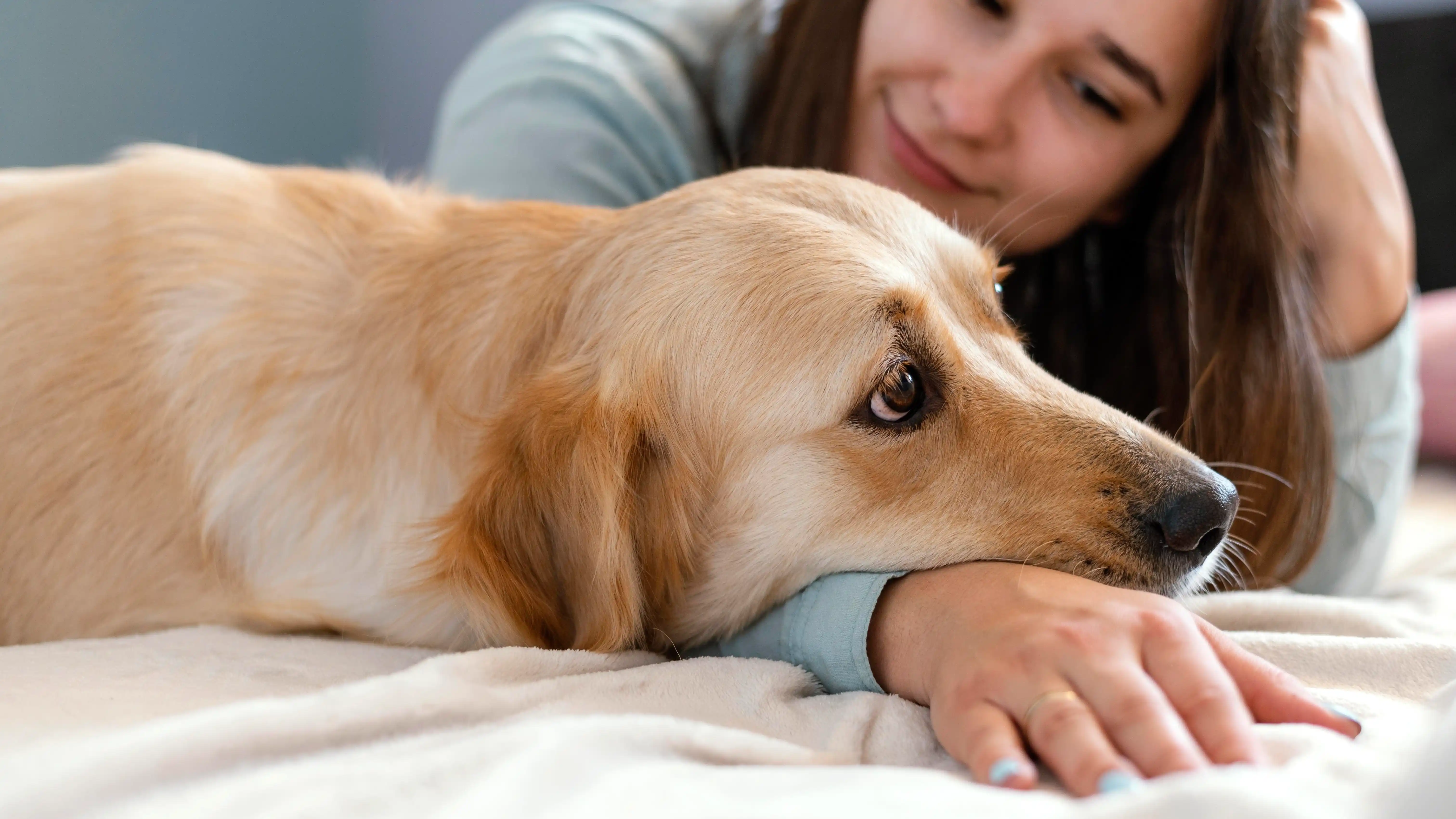 best online vet consultation india