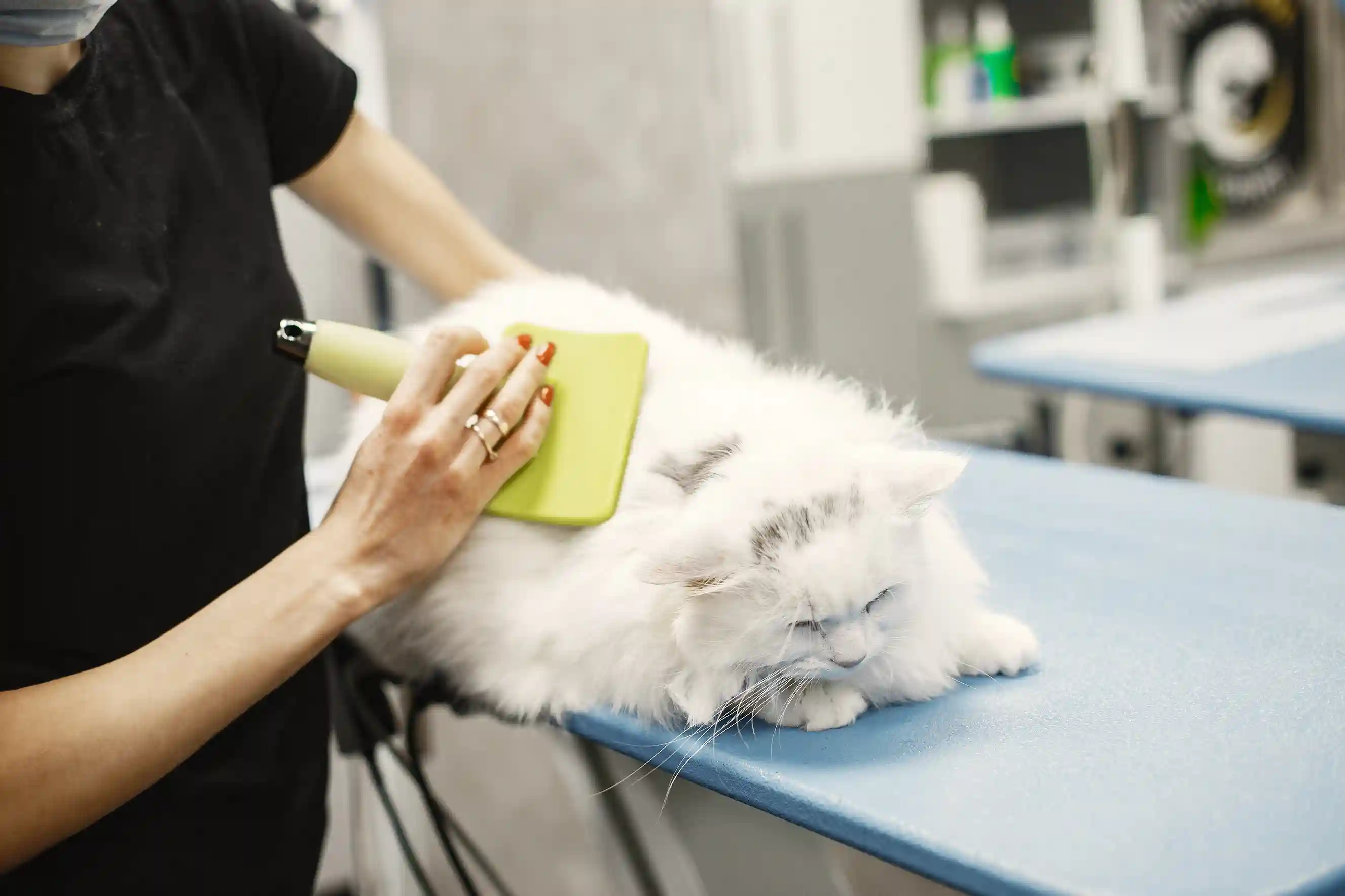 best online vet consultation india
