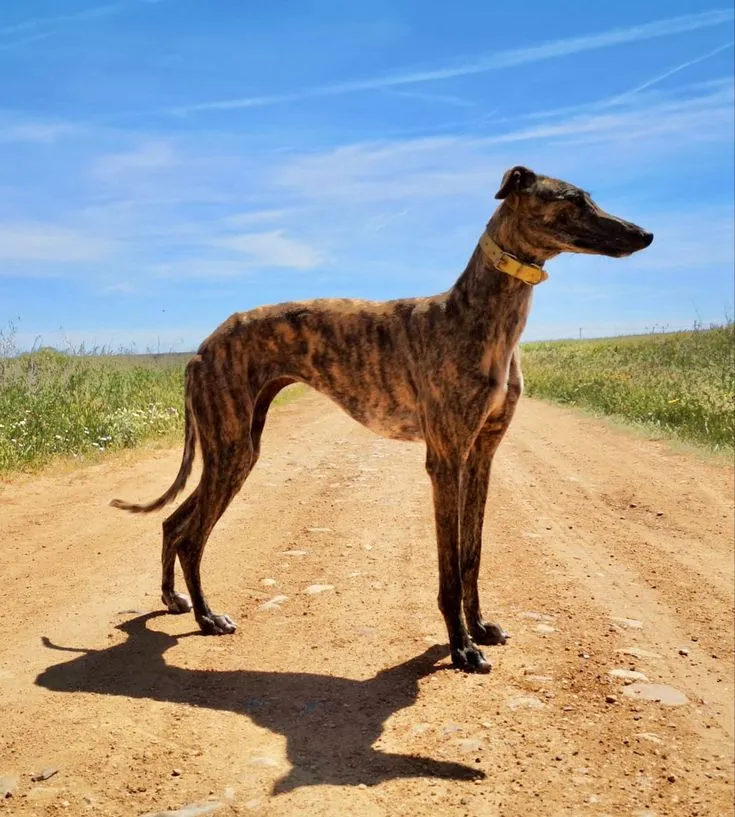 best online vet consultation india