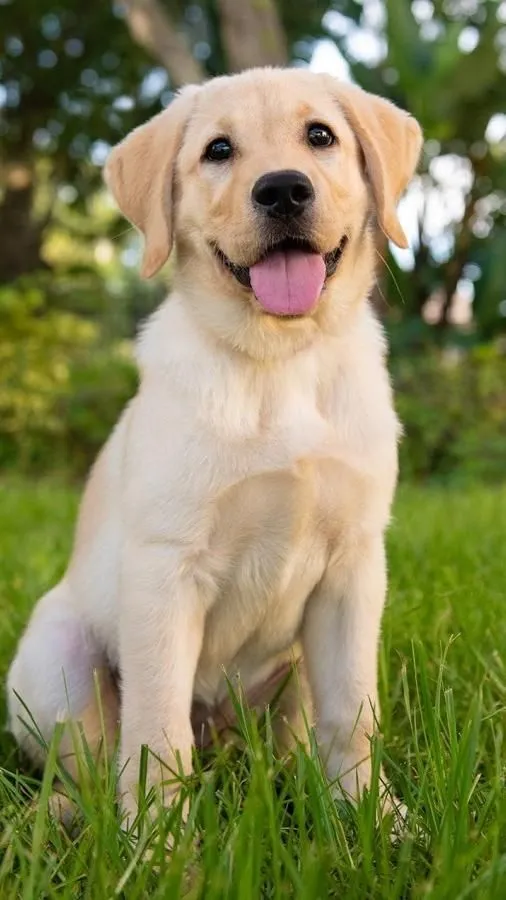 best online vet consultation india