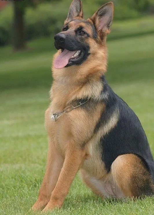 best online vet consultation india