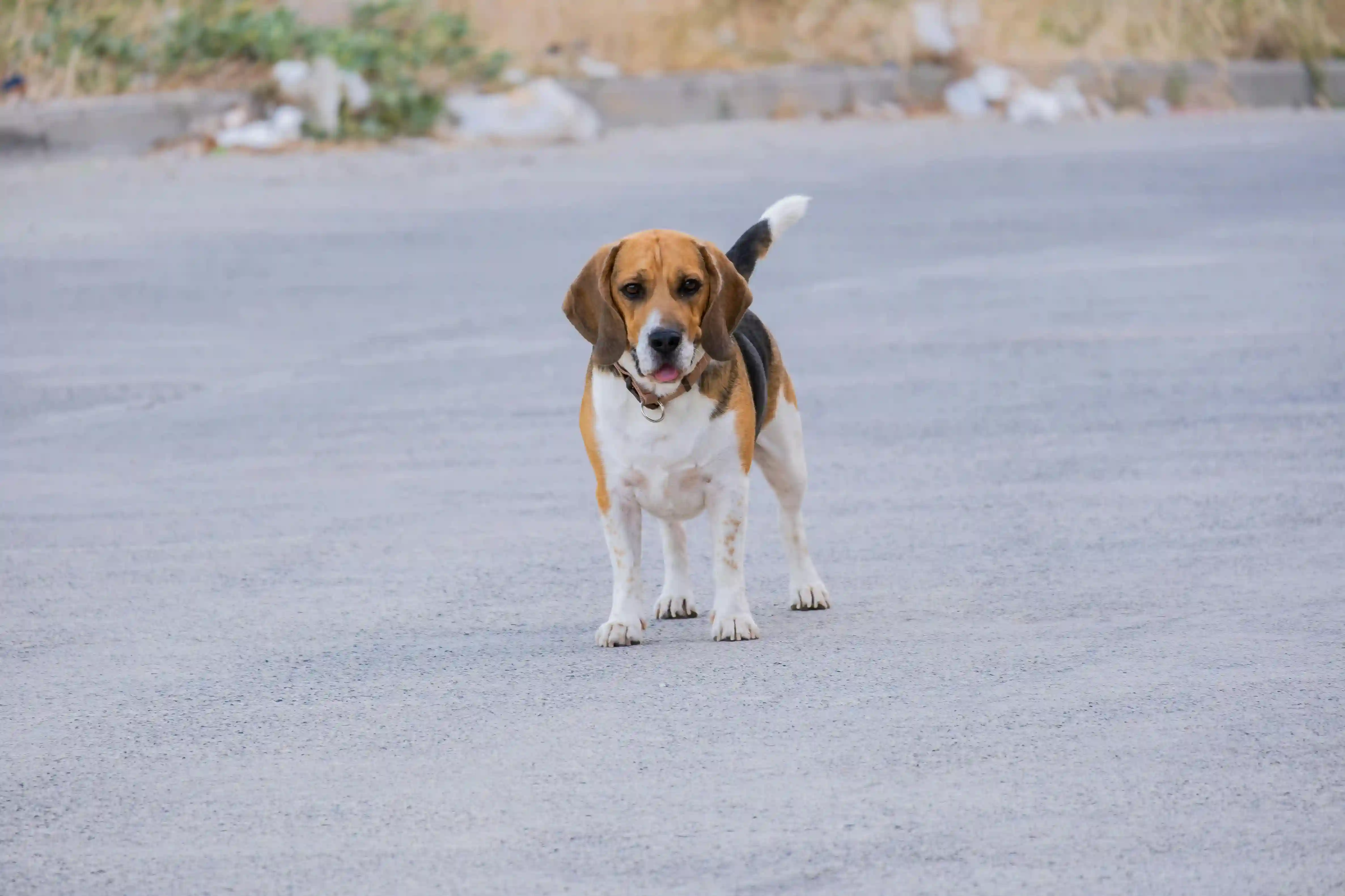 best online vet consultation india