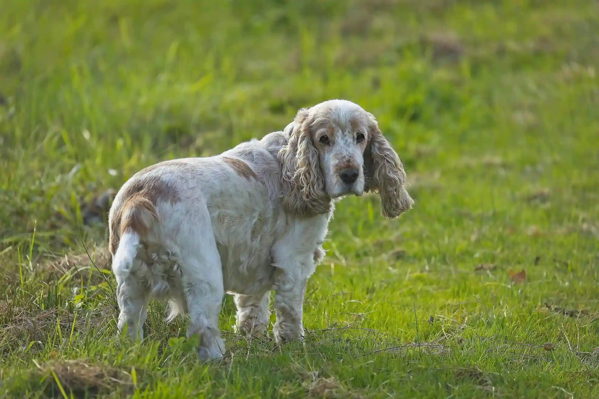 best online vet consultation india