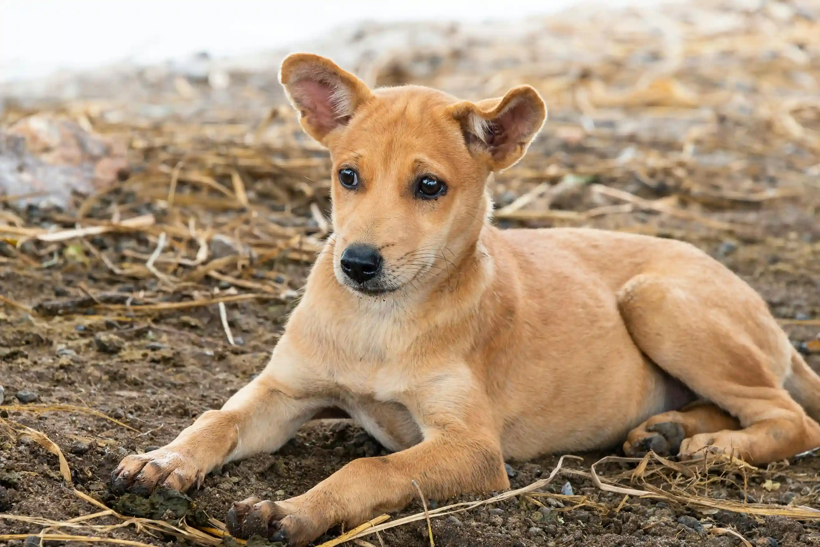 best online vet consultation india