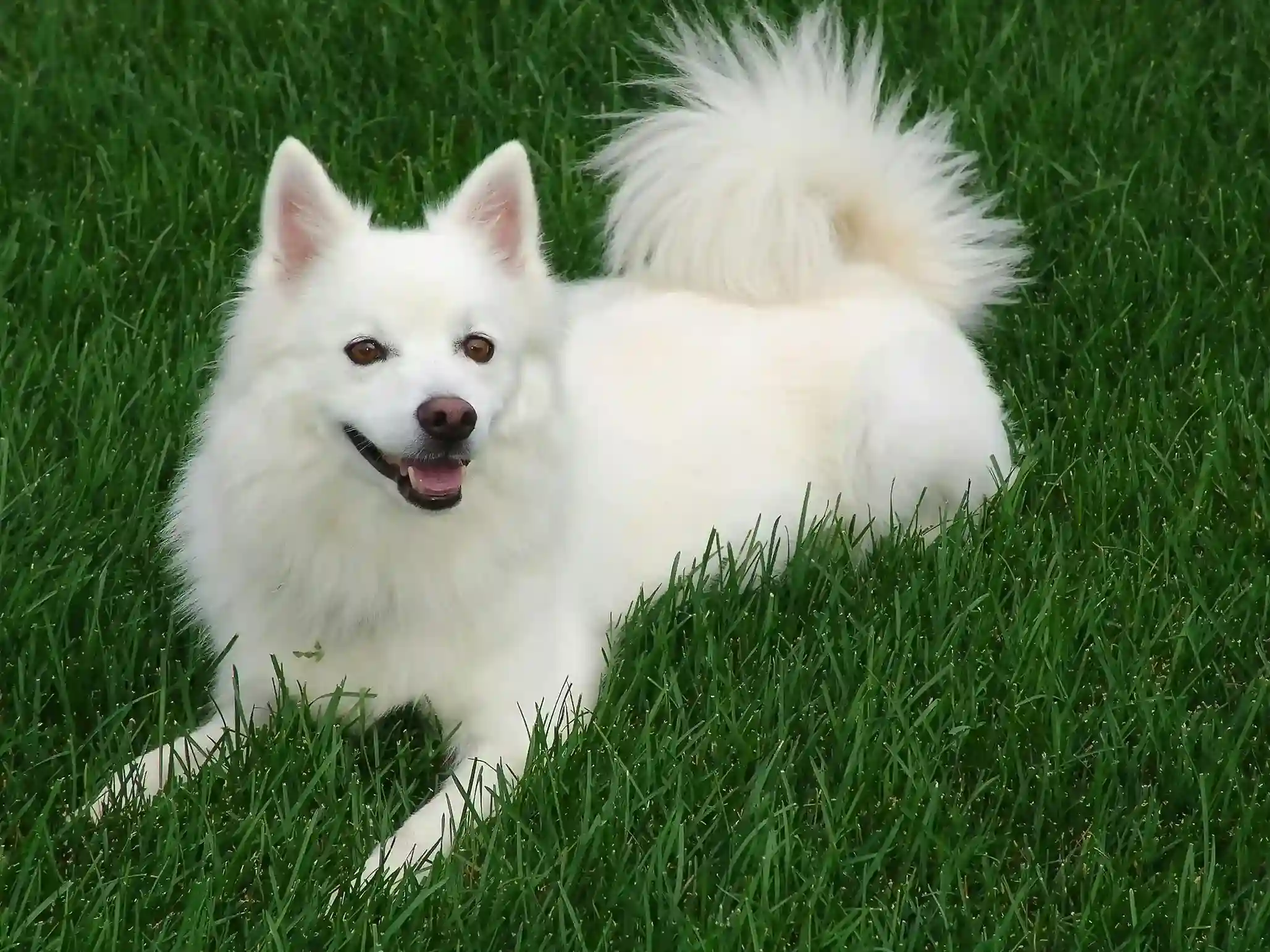 best online vet consultation india