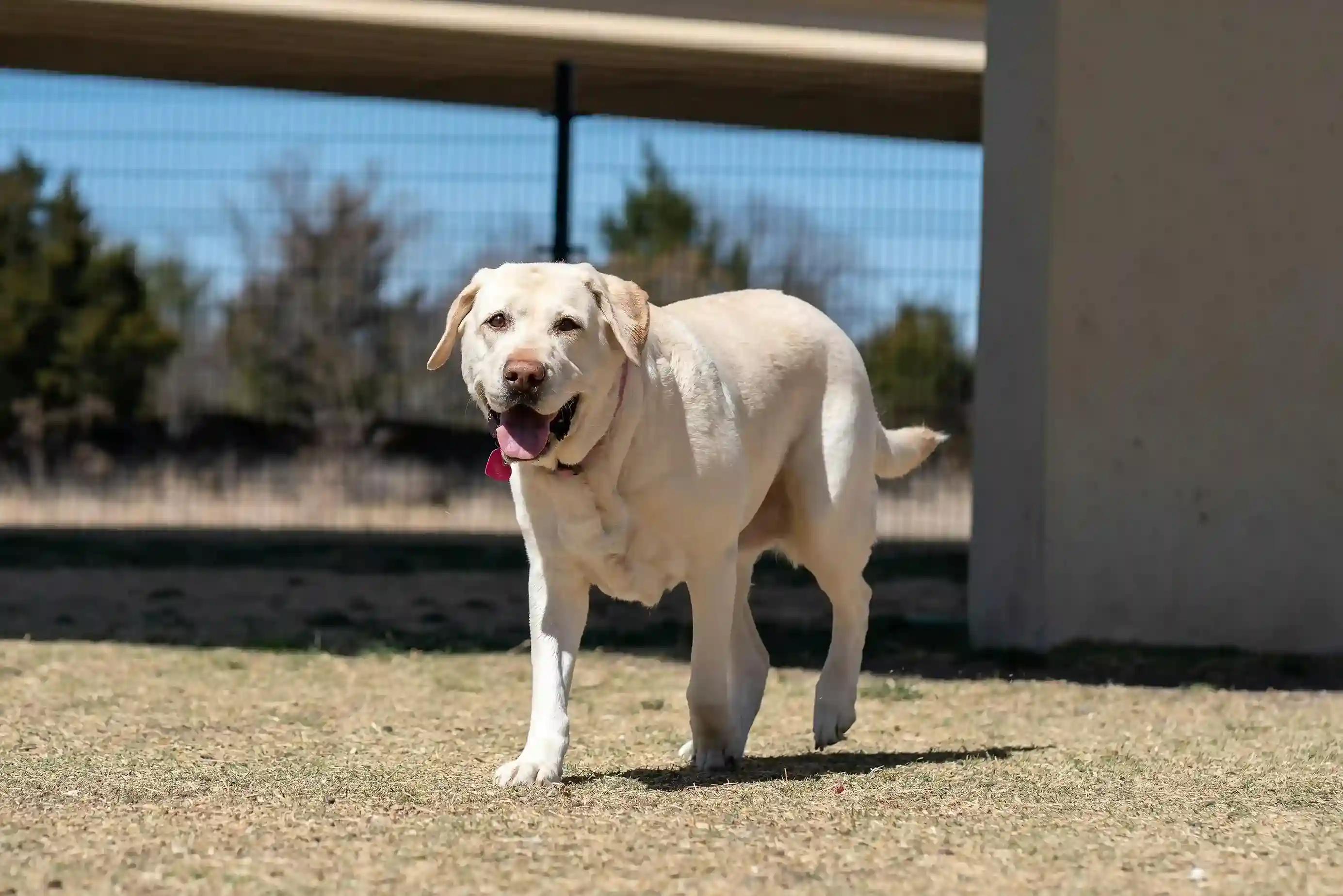 best online vet consultation india