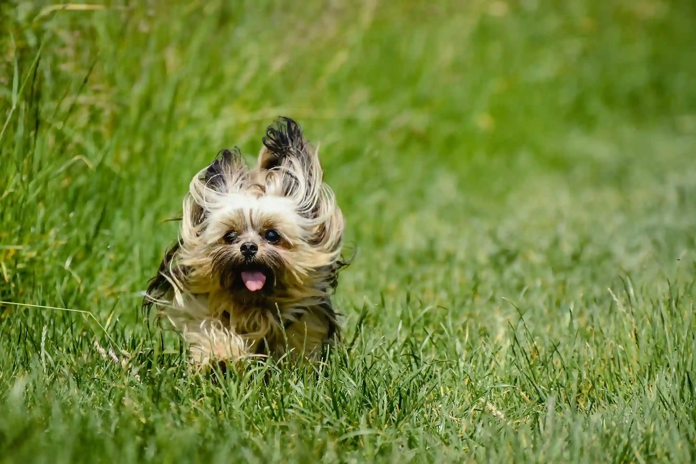 best online vet consultation india