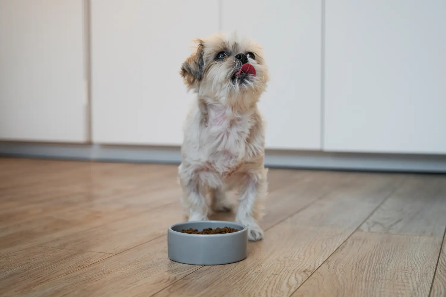 best online vet consultation india