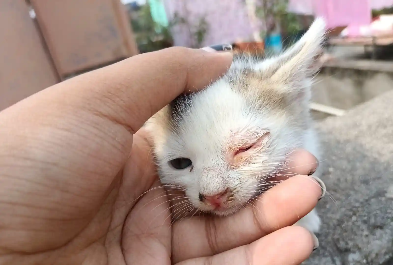 best online vet consultation india