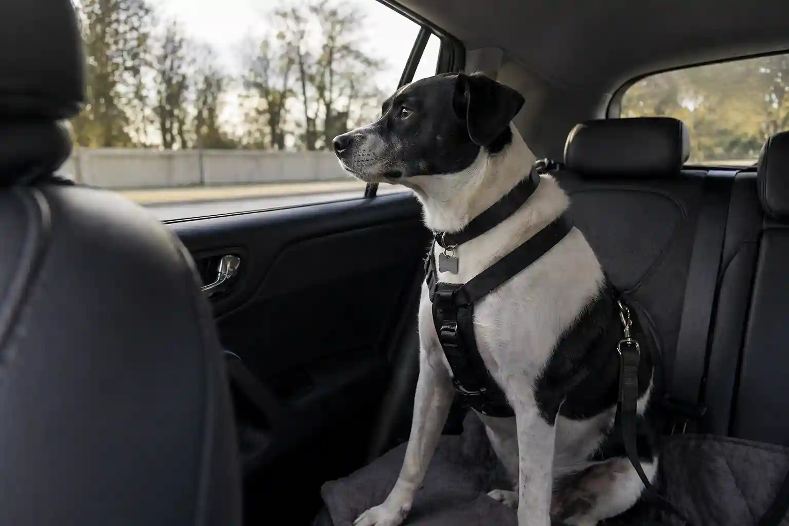 best online vet consultation india