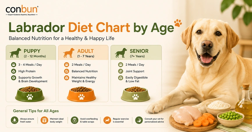 best online vet consultation india