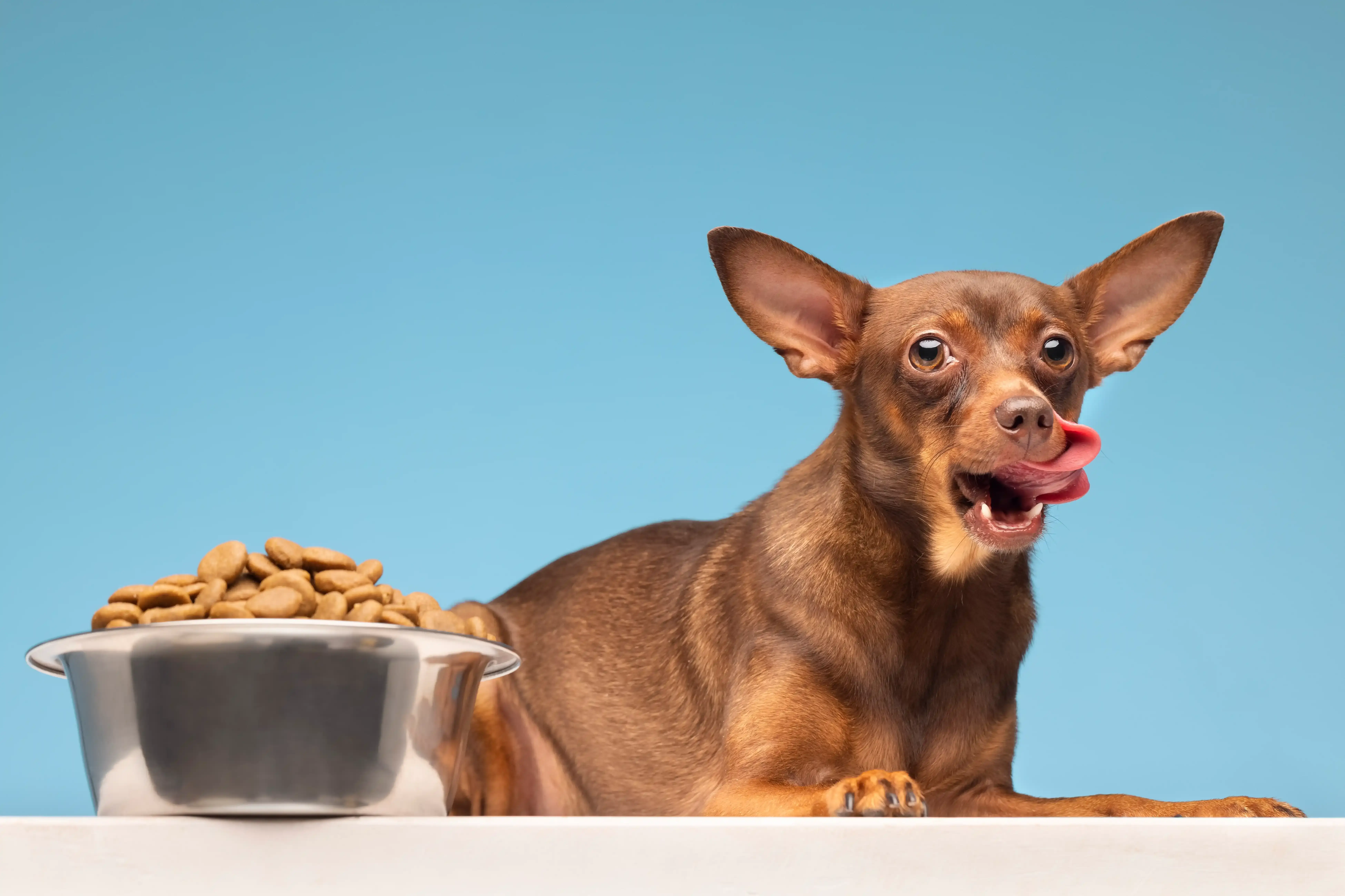 best online vet consultation india