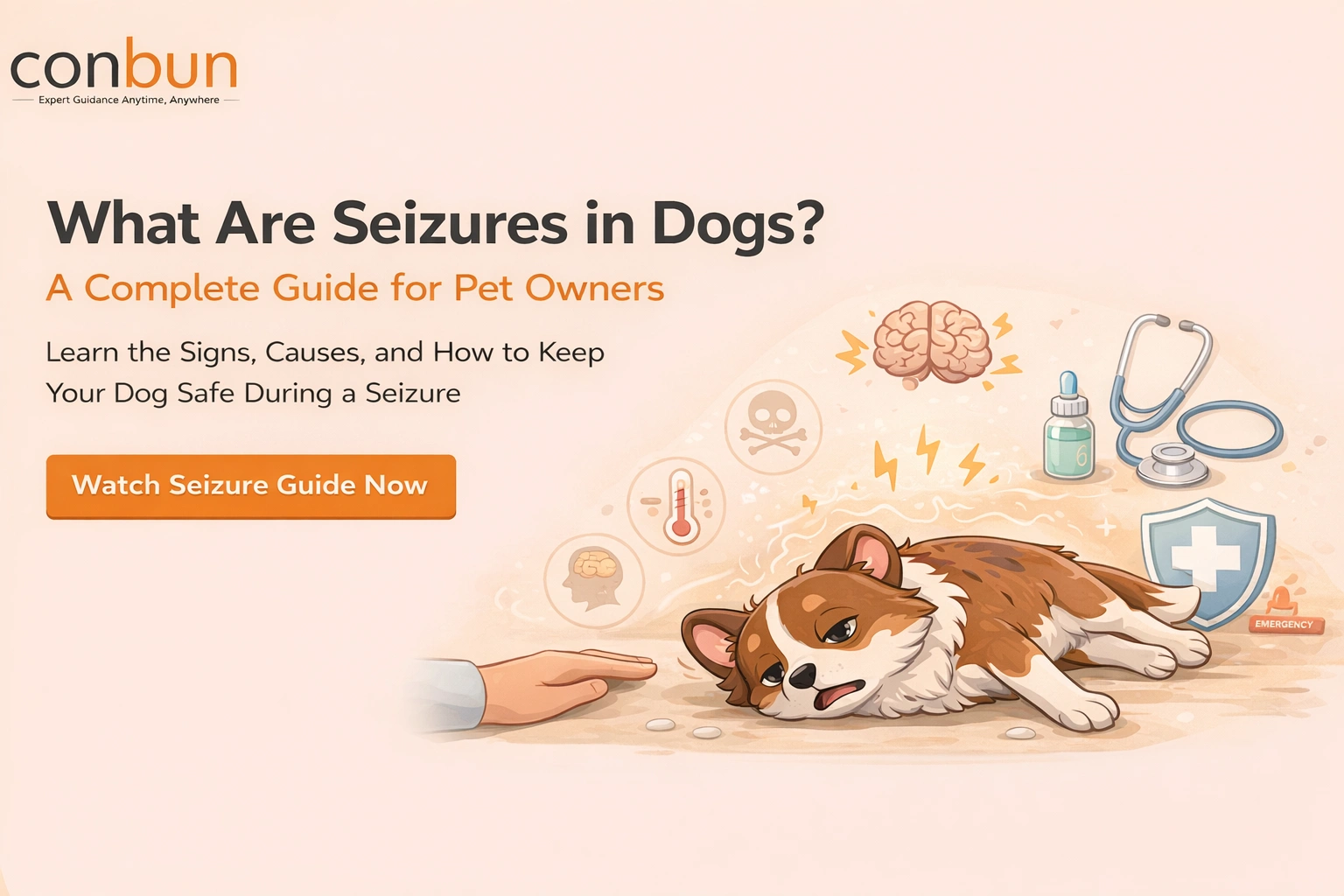 What are seizures in dogs? A complete guide for pet owners